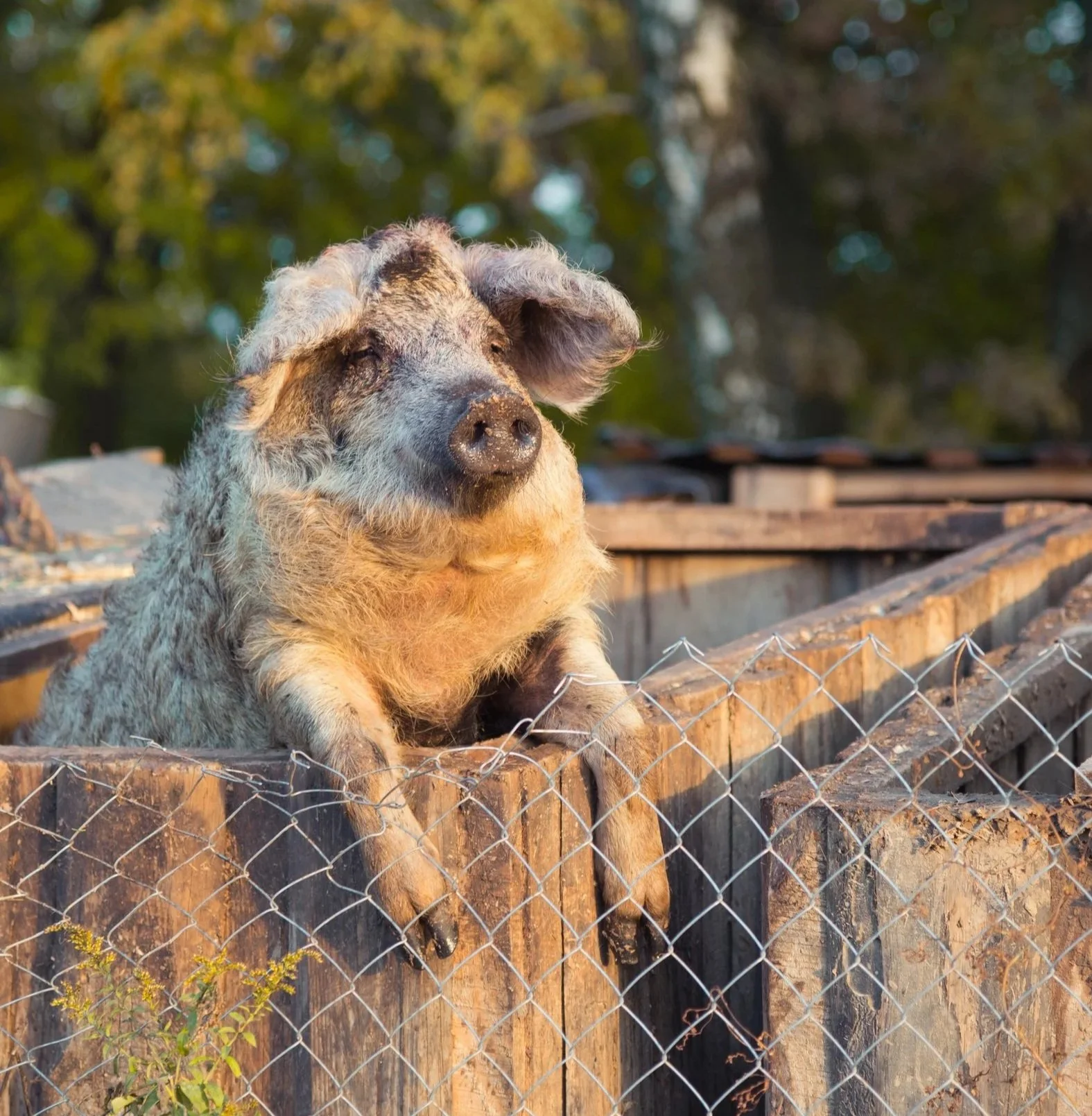 Hvorfor Mangalica er sunnere enn vanlig svinekjøtt