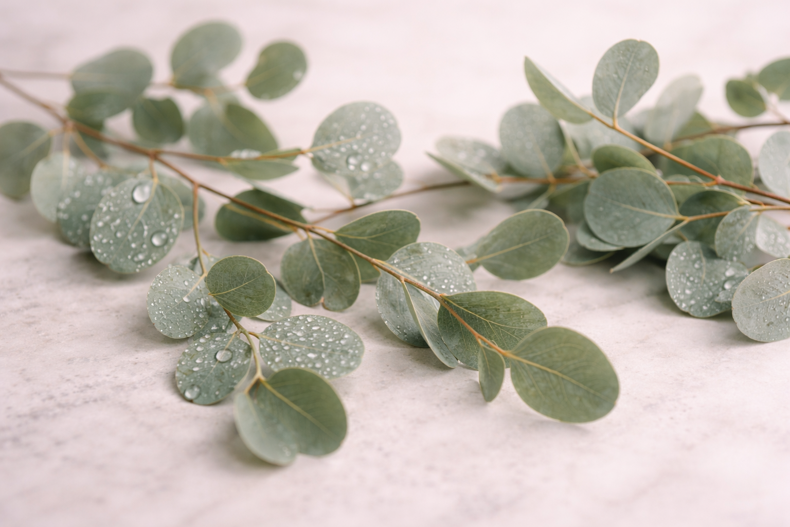 "Eucalyptus" Whipped Body Butter