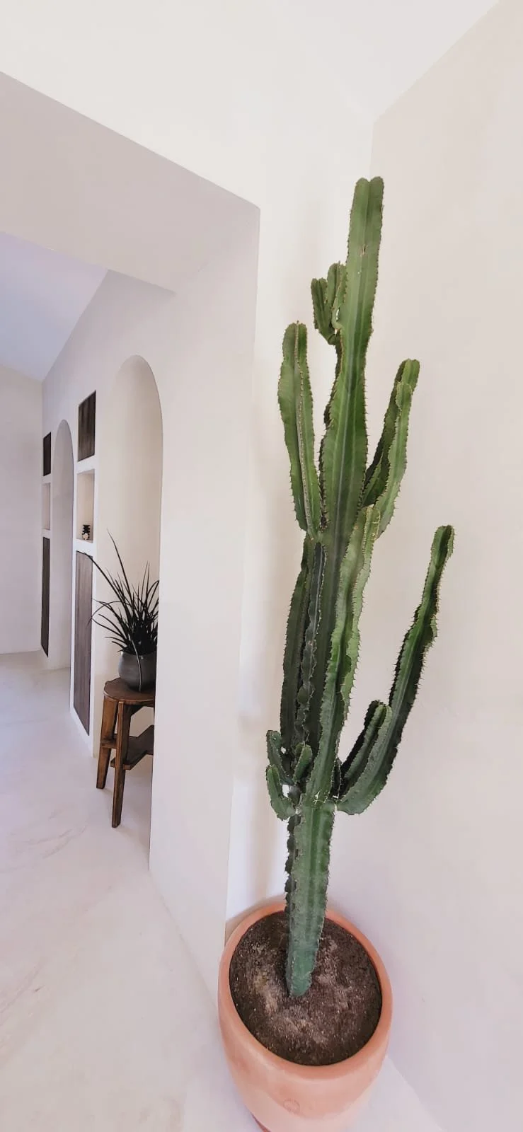 Un grand cactus dans un pot en terre cuite placé dans un intérieur moderne avec murs blancs et décoration minimaliste. Architecture d'intérieur. Aménagement d'intérieur. Béton ciré, bois. 