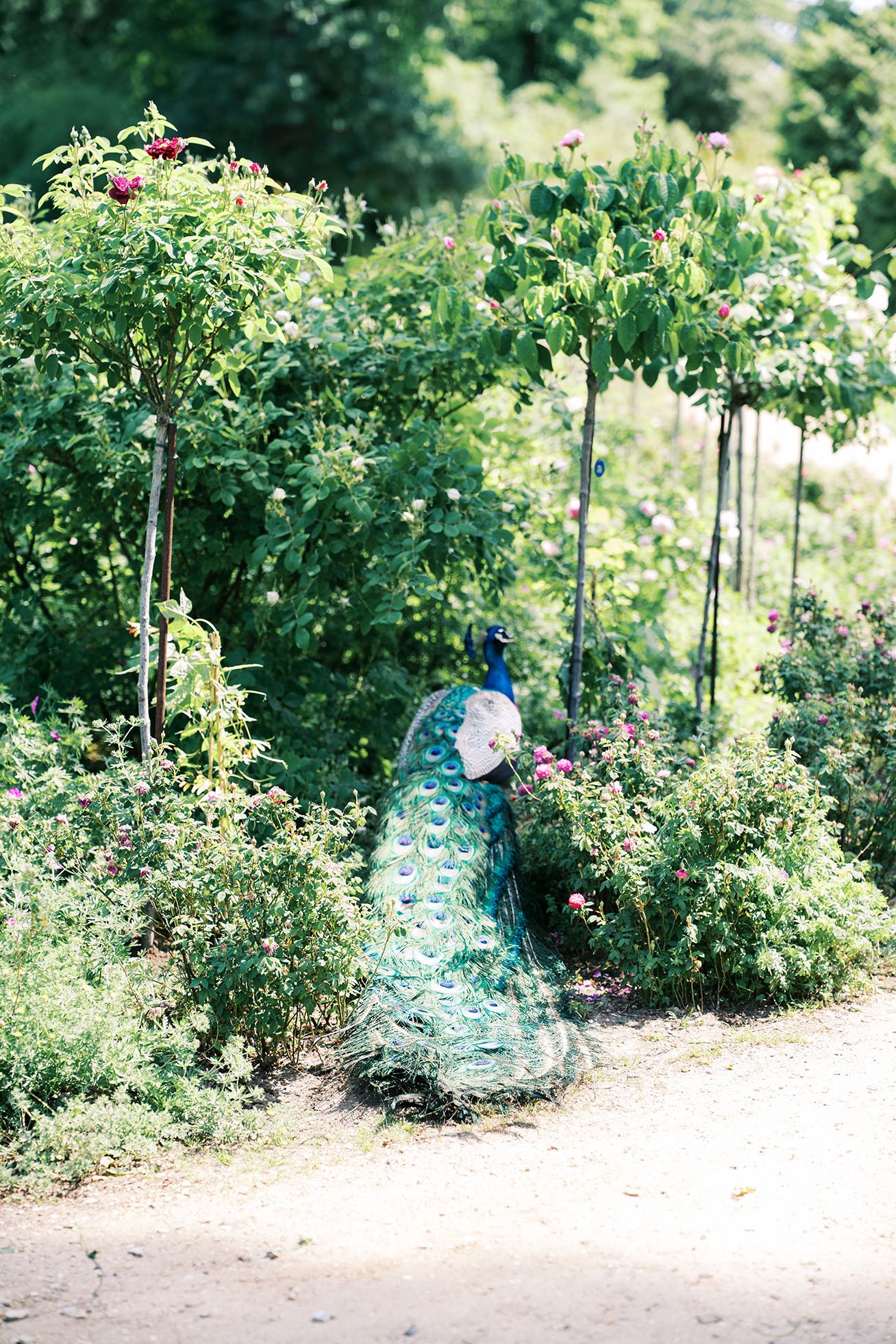 Peacock free roaming on Peacock Island Berlin