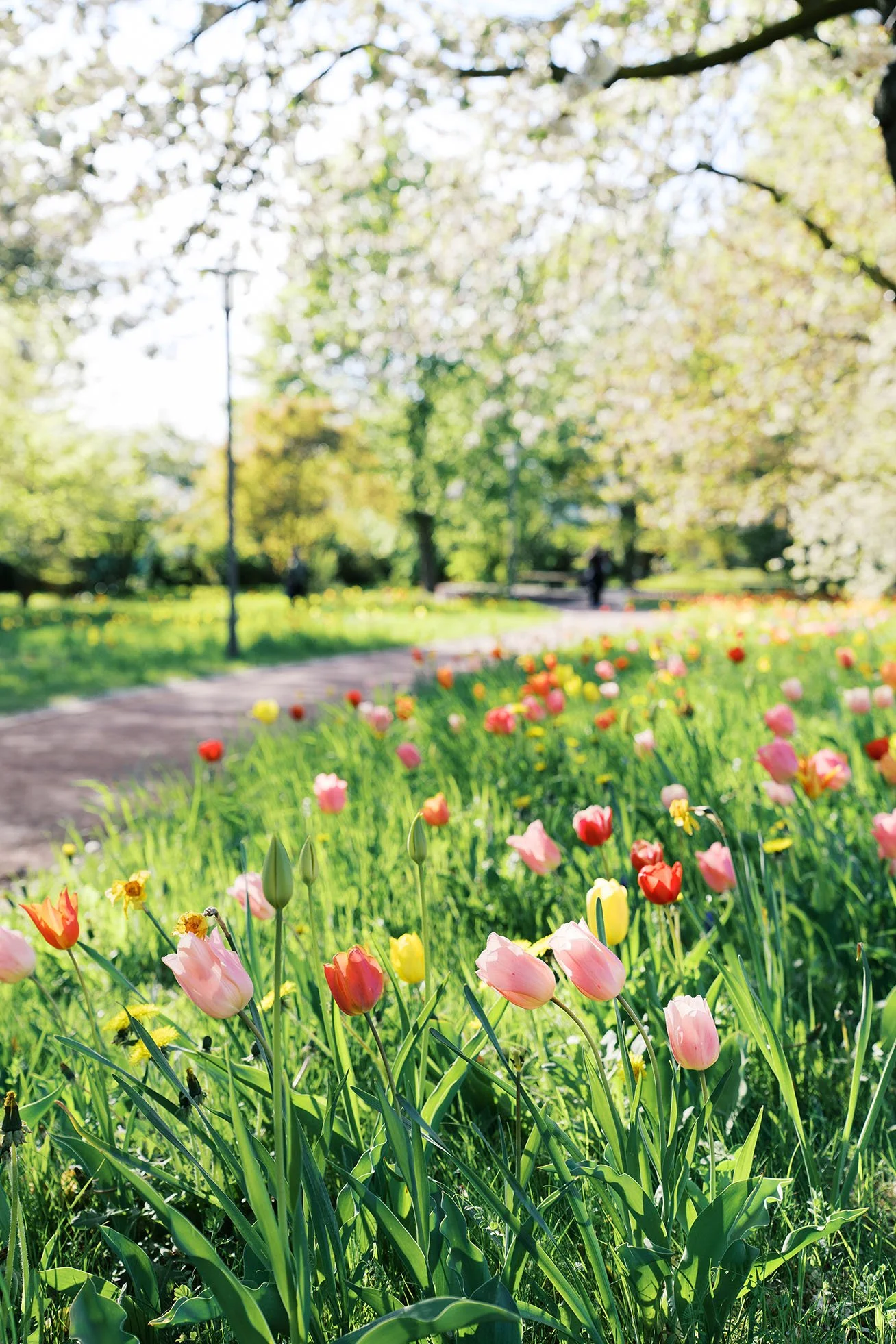 Britzer Garten during tulip season in Berlin, as one of the best places to propose in Berin