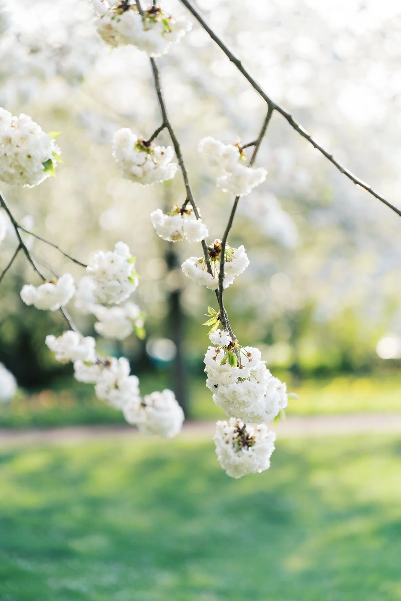 Details shot of a bright, sunny spring day in Britzer Garden in Berlin.