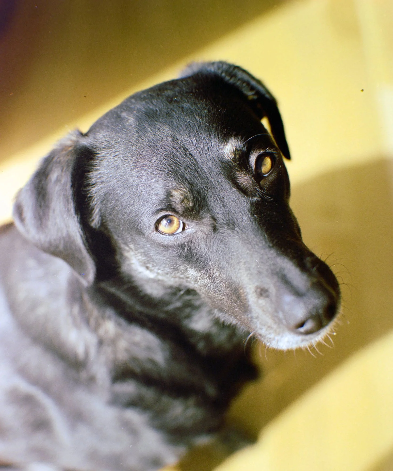 Dog looking at camera