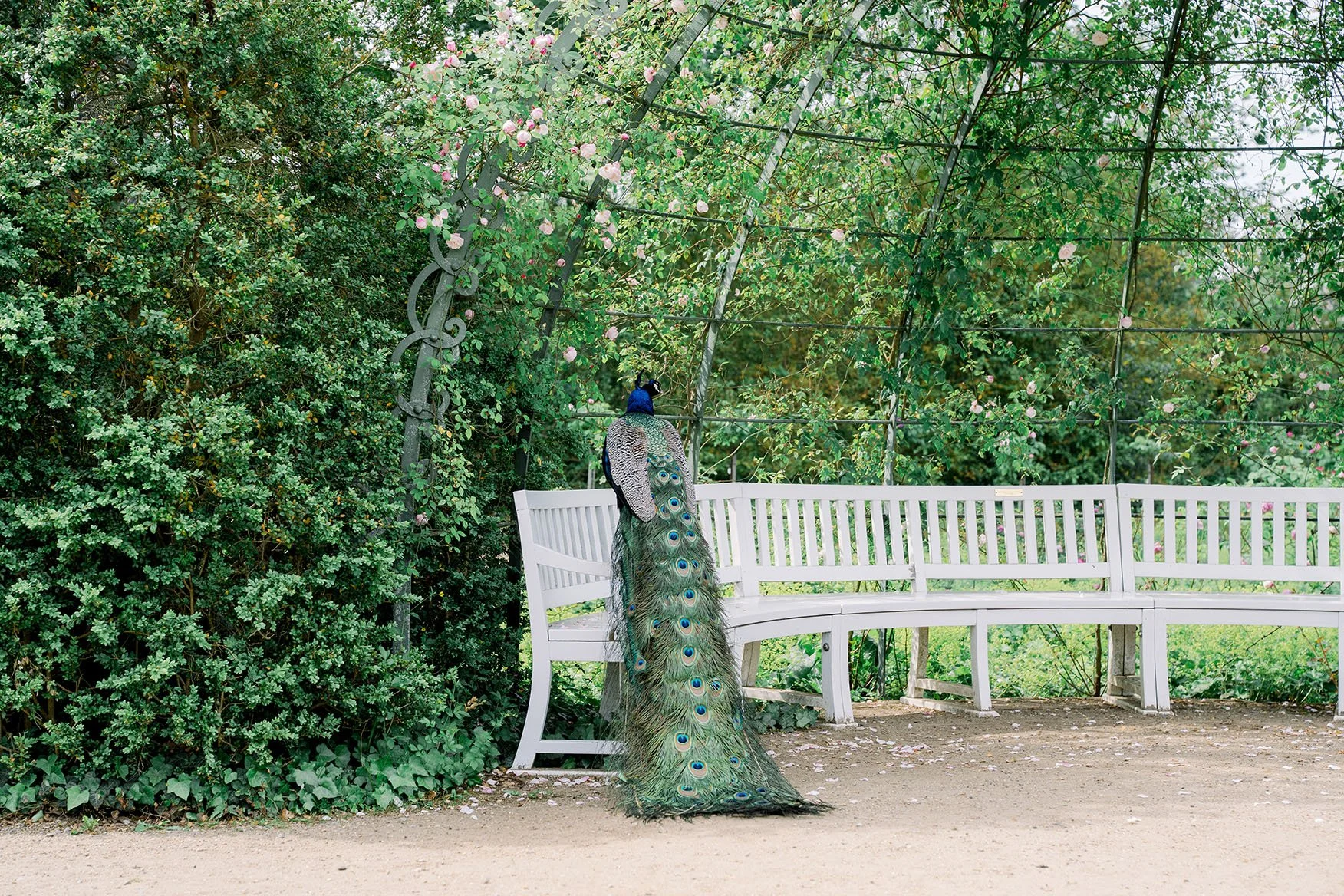 A green peacock resting on a white bench in the garden on Pfaueninsel.