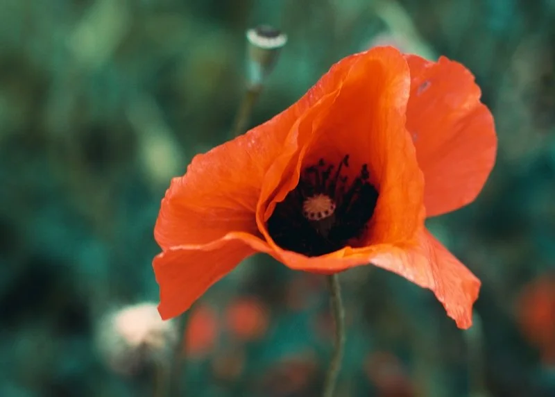 Halb geöffnete Mohnblume vor grüner Wiese als Symbol für Prozessbegleitung