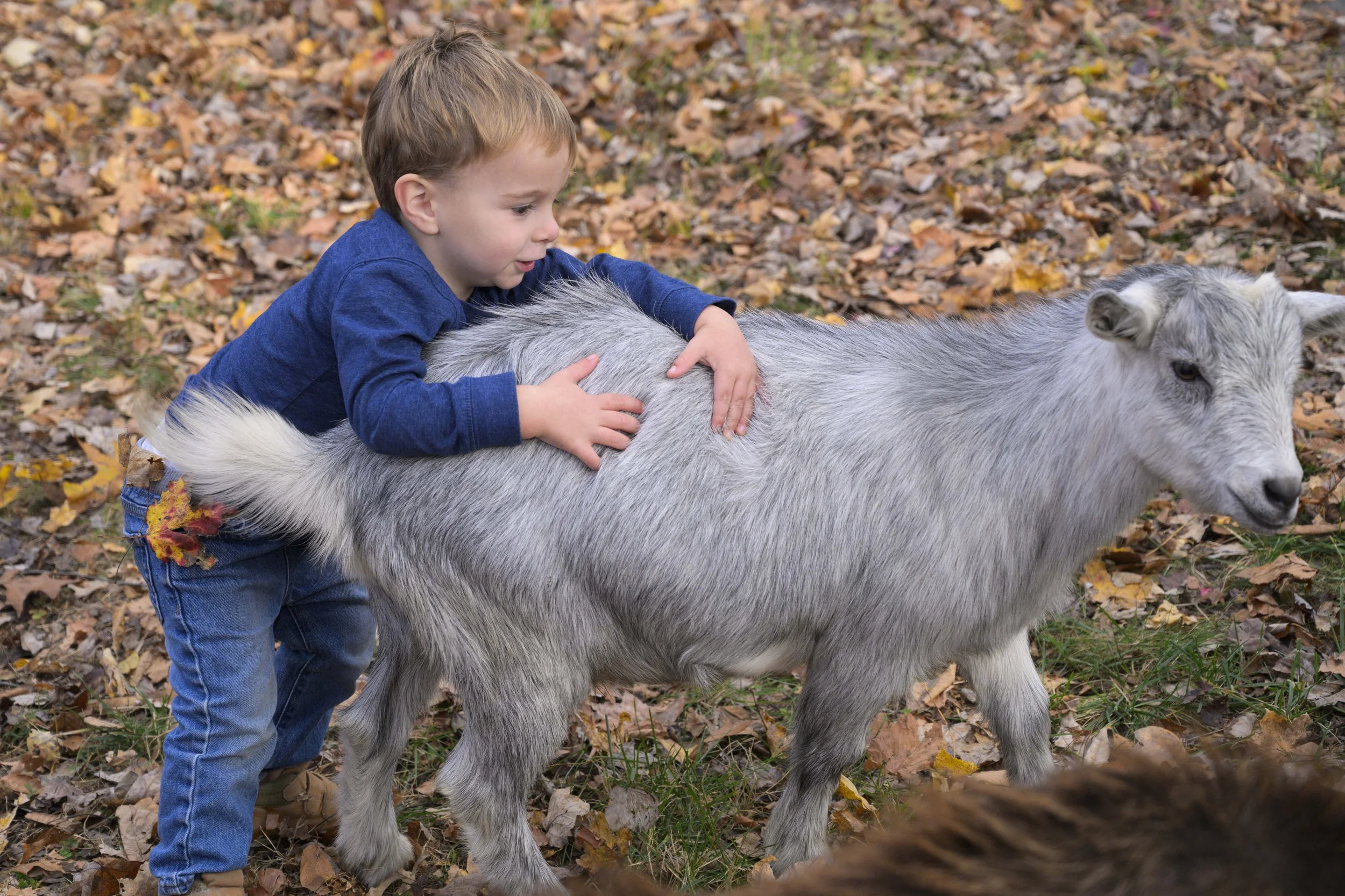 A young boy with a small gray goat
