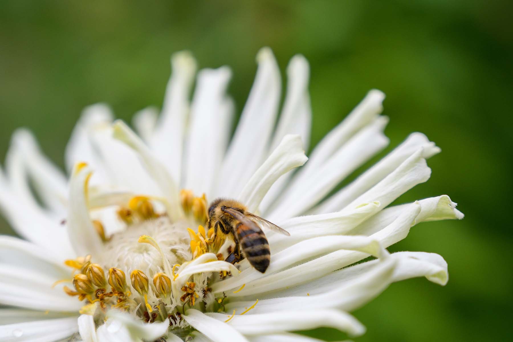 A bee visits a white flower