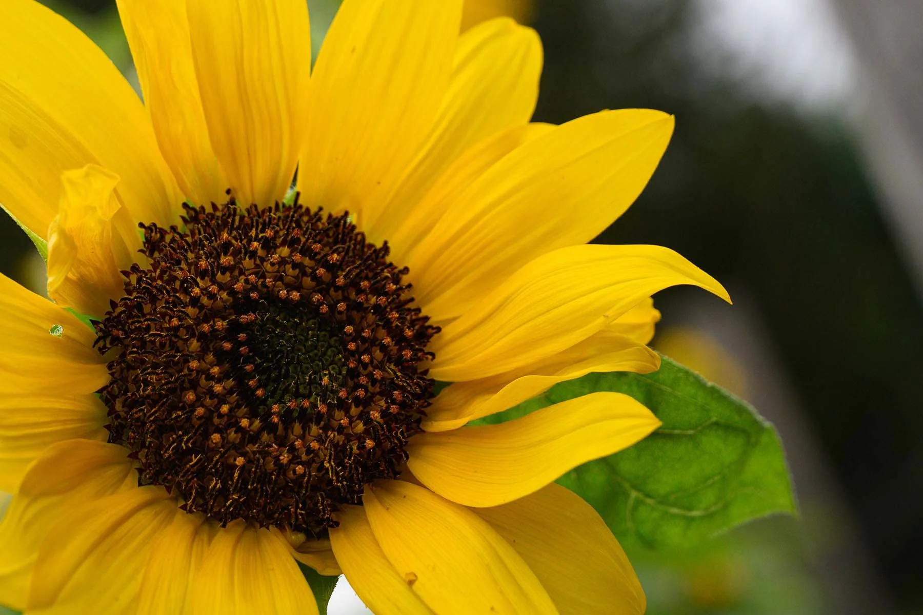 Yellow sunflower