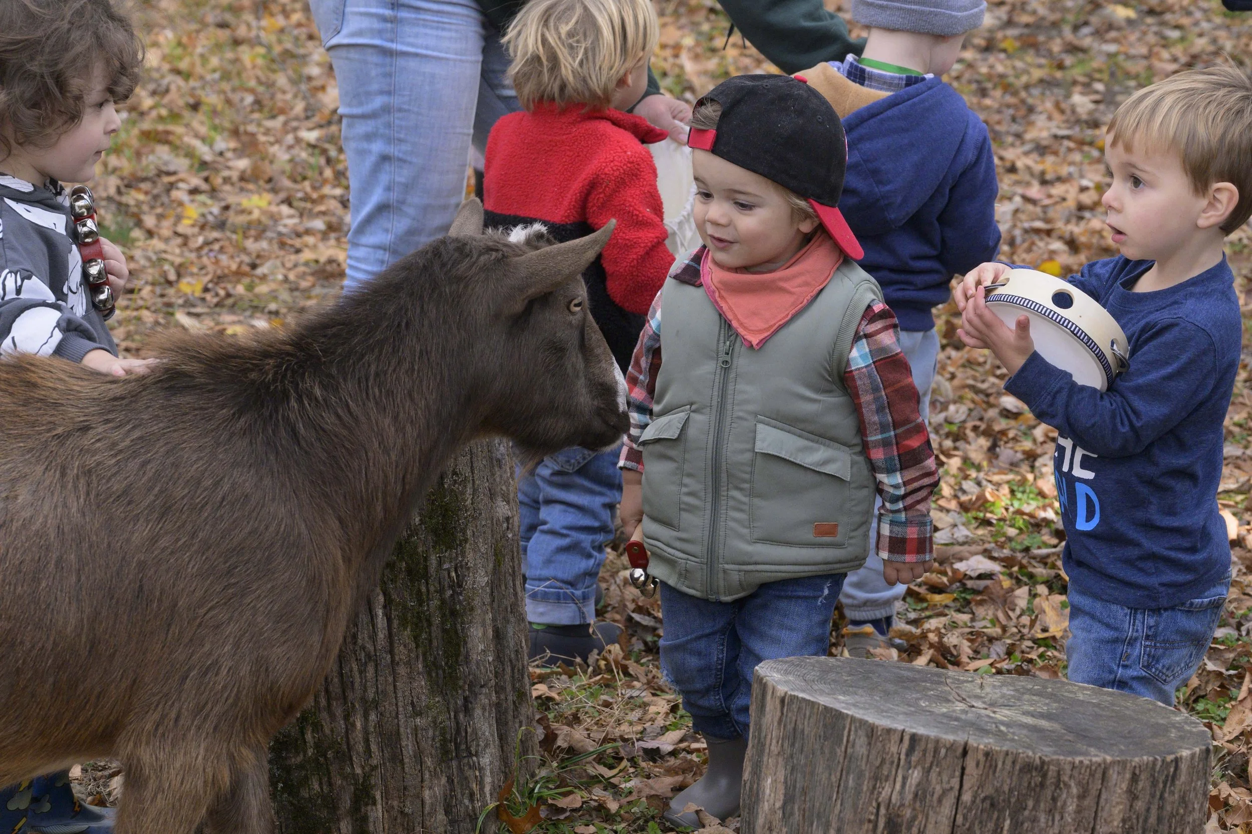Young boy looks at a goat