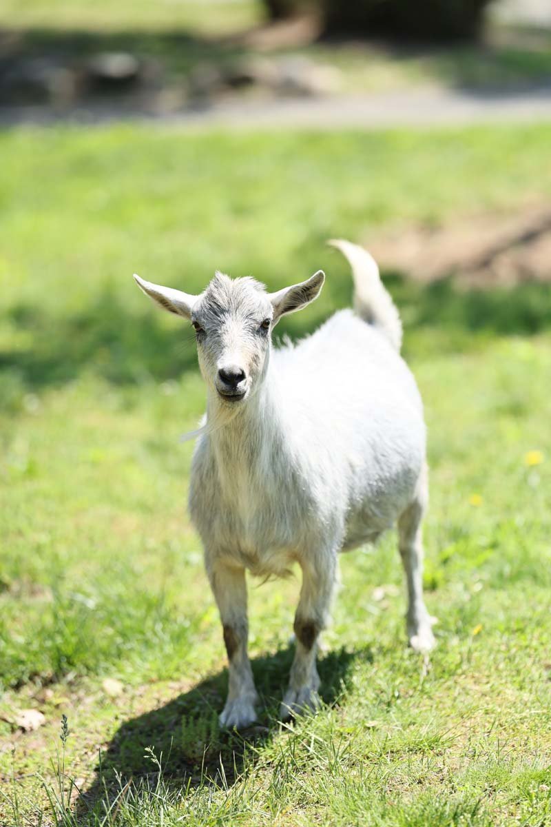 Small white goat stands on green grass