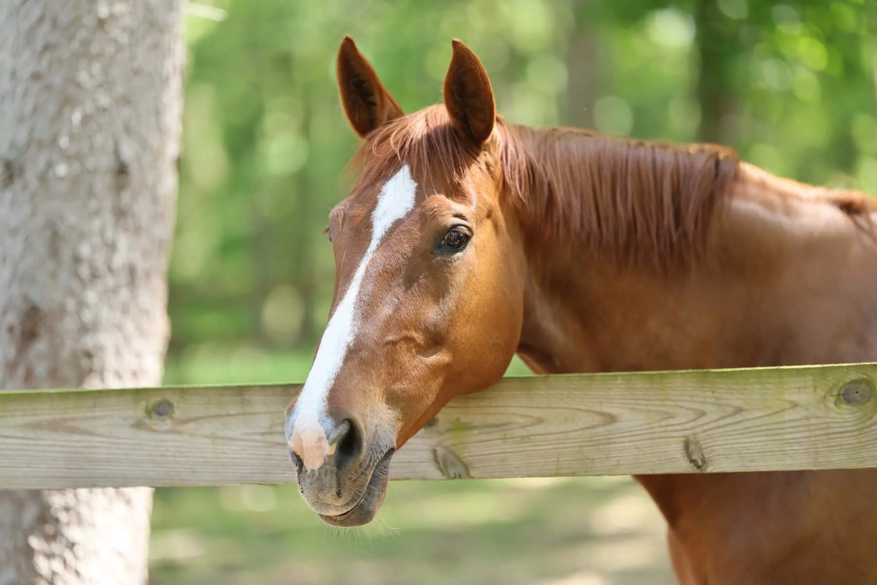 Light brown horse with a white stripe down her nose looks over a fence