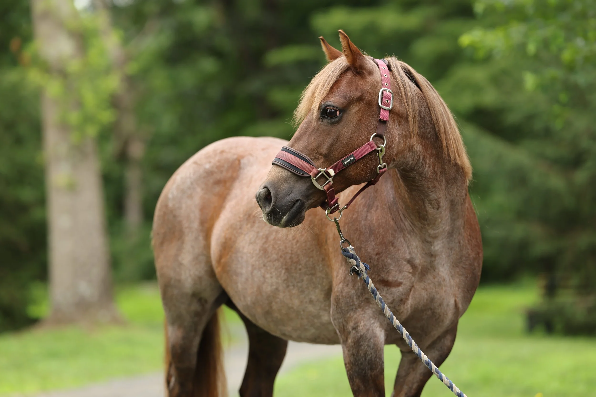 Brown horse with a pink bridle turns to her right