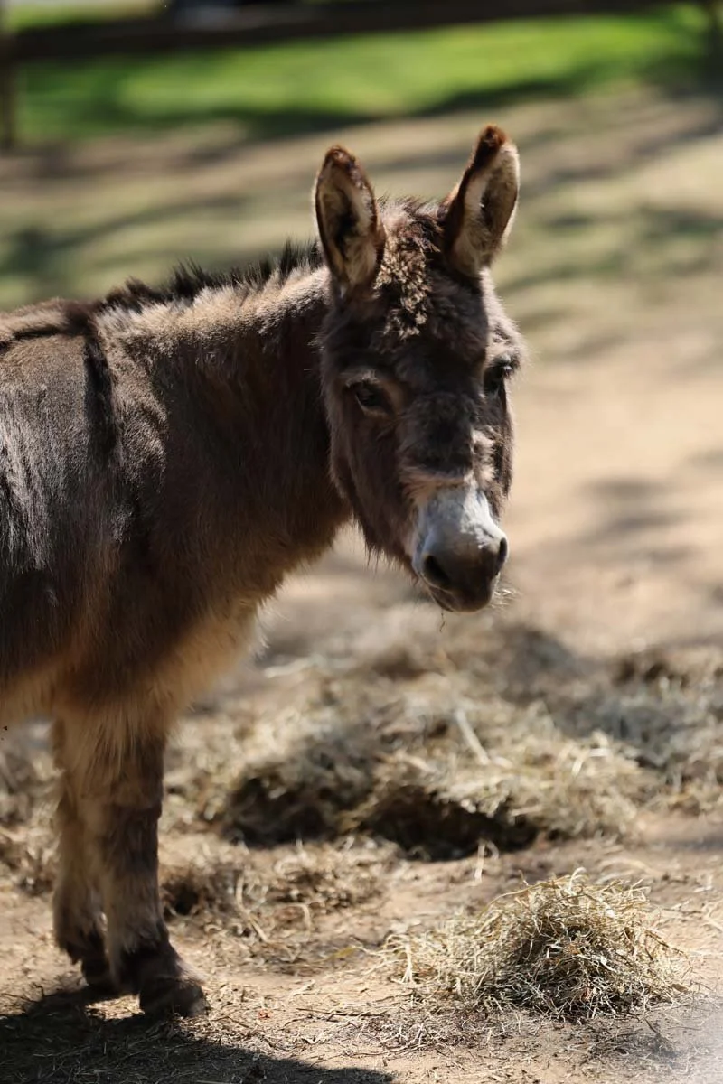 Miniature donkeys Frisky and Coco