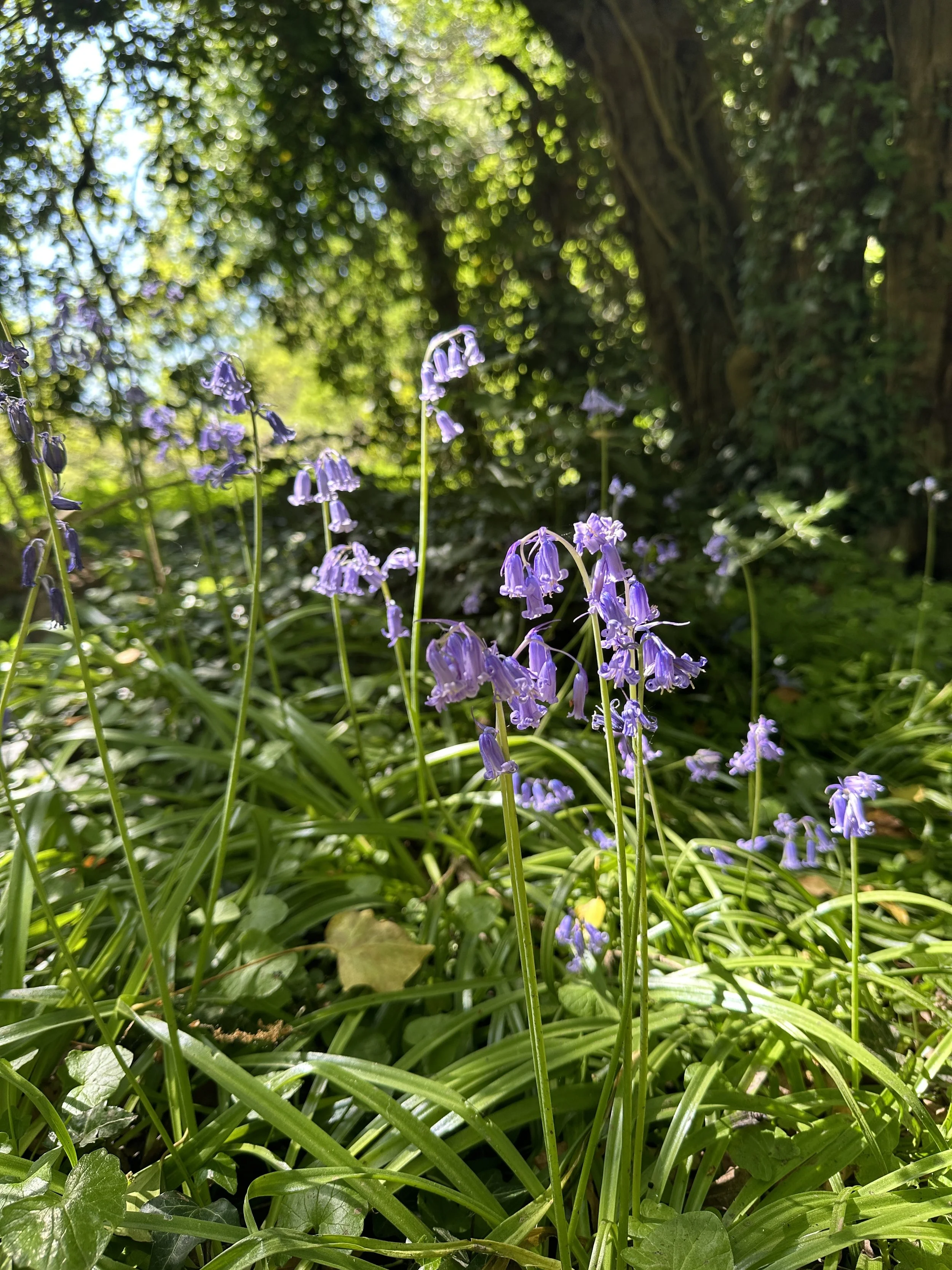 Bluebells are probably not thinking about growing, they just do it - quietly, delicately and gloriously @Jules Lowe Counselling Bluebells growing in the sunshine. Outdoor Therapy. Walk and Talk. Burton. Staffordshire. National Forest