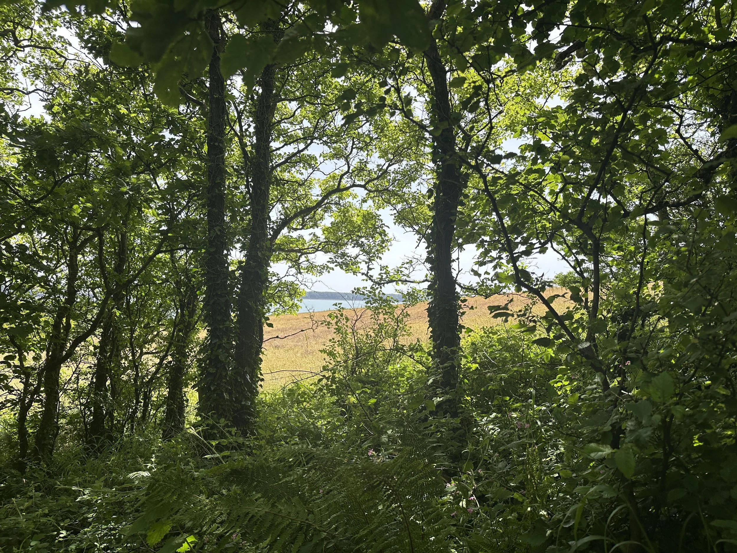 Waves and Trees