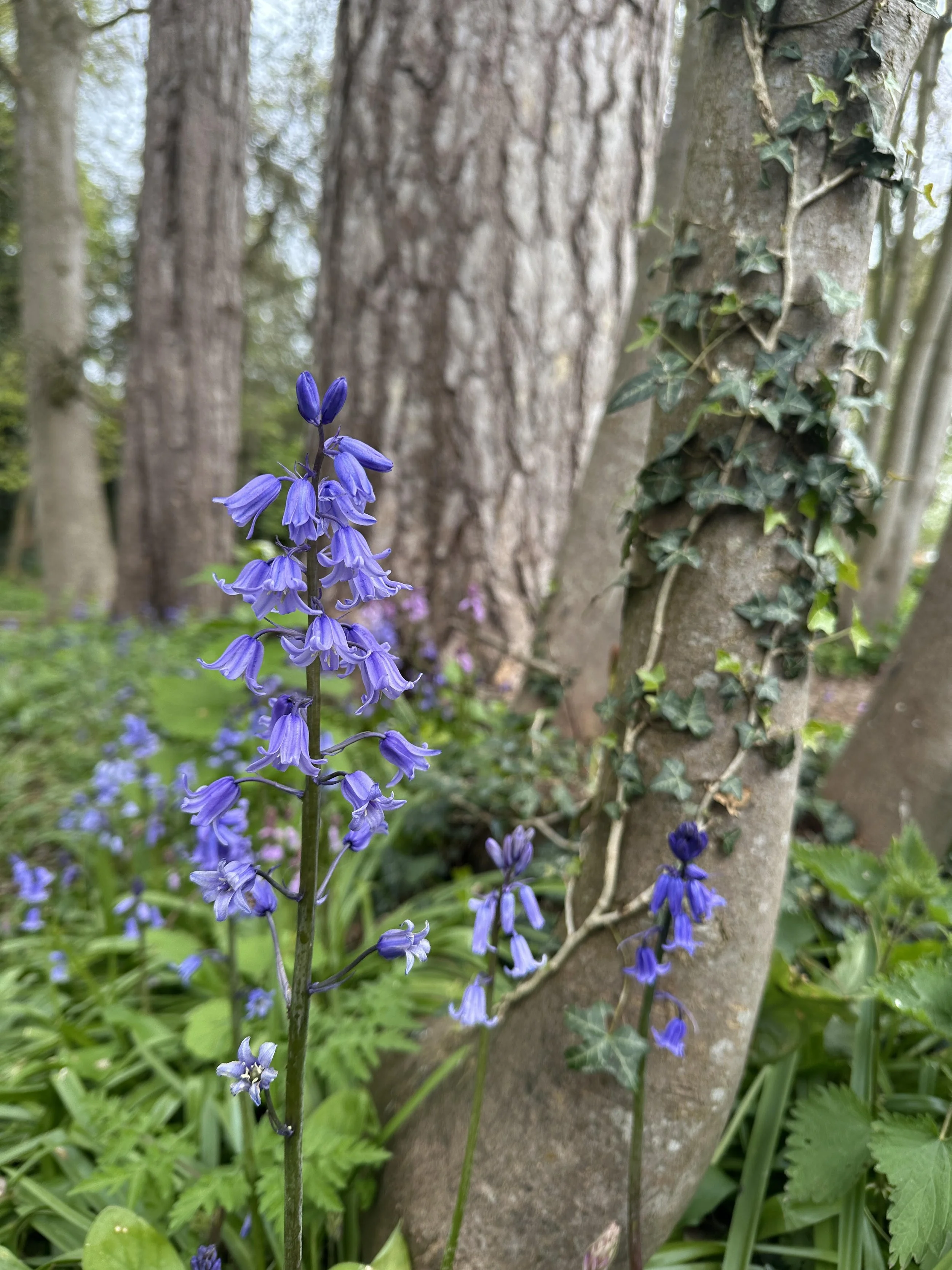 The more I look out for bluebells, the more I spot them - just like the more I look out for danger the more I will spot it @Jules Lowe Counselling