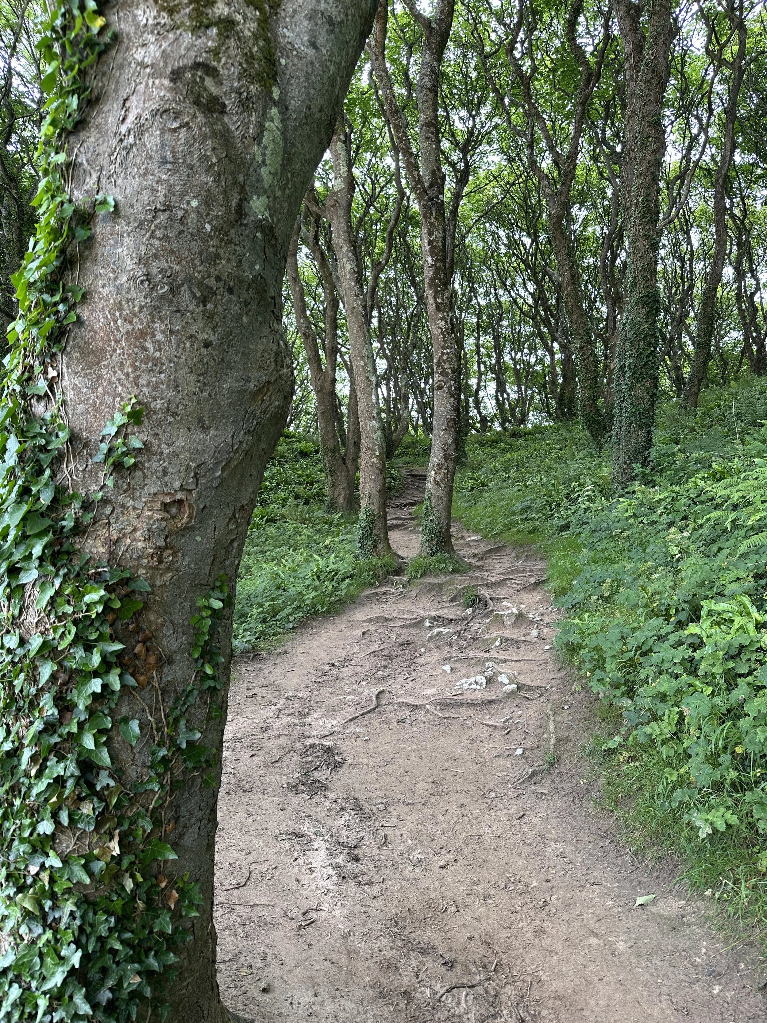 Trees and a muddy pathway through a forest. We are all unique, and so is our grief - if you’re feeling griefy, allow yourself to grieve @Jules Lowe Counselling Grief Therapy in Burton-on-Trent Staffordshire Outdoor Therapy