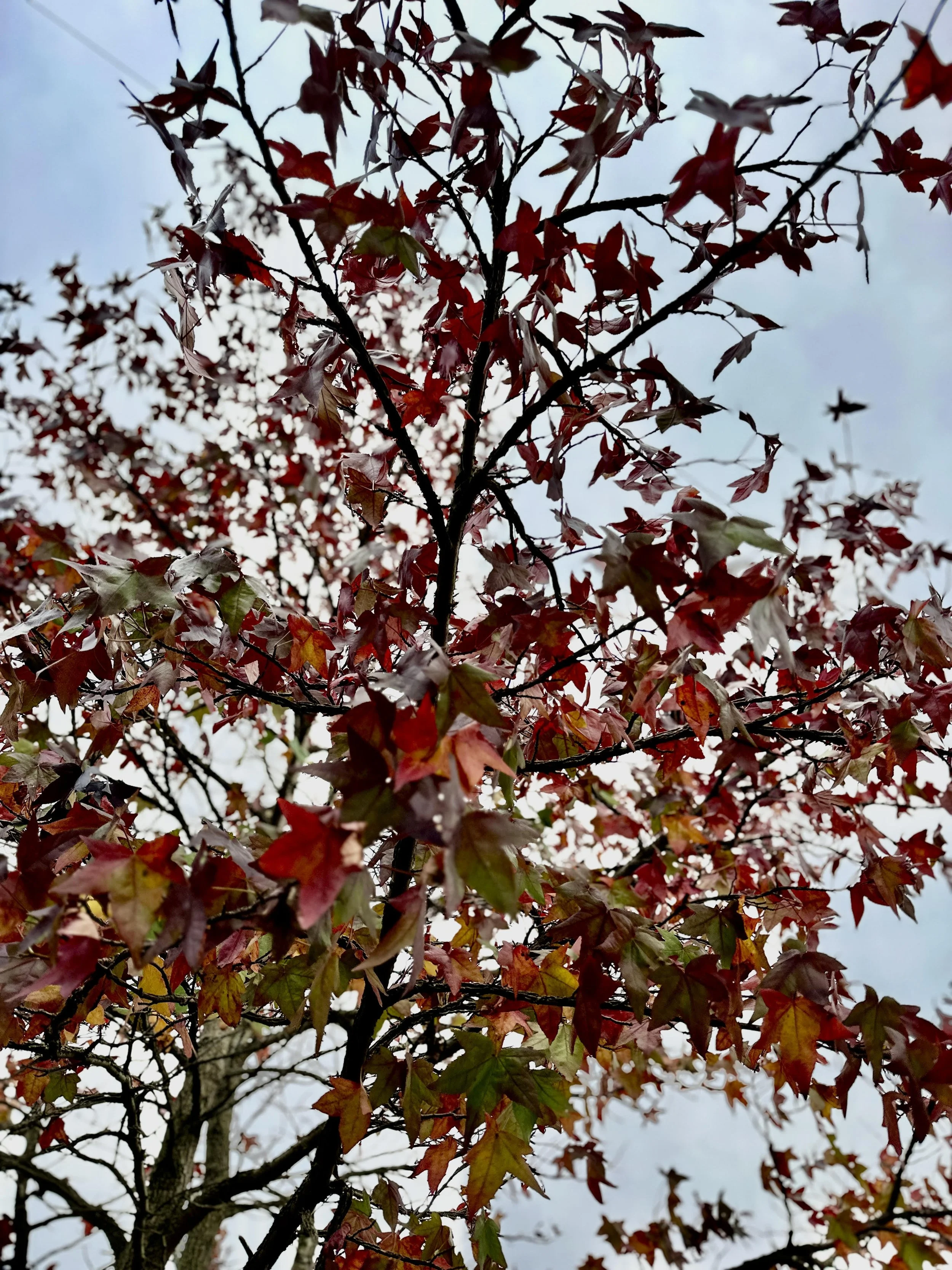 "Seeing red" is natural - it's what we do with this emotion that matters @Jules Lowe Counselling Anger Why am I so angry Grief Therapy Burton Derby Outdoor Therapy Nature