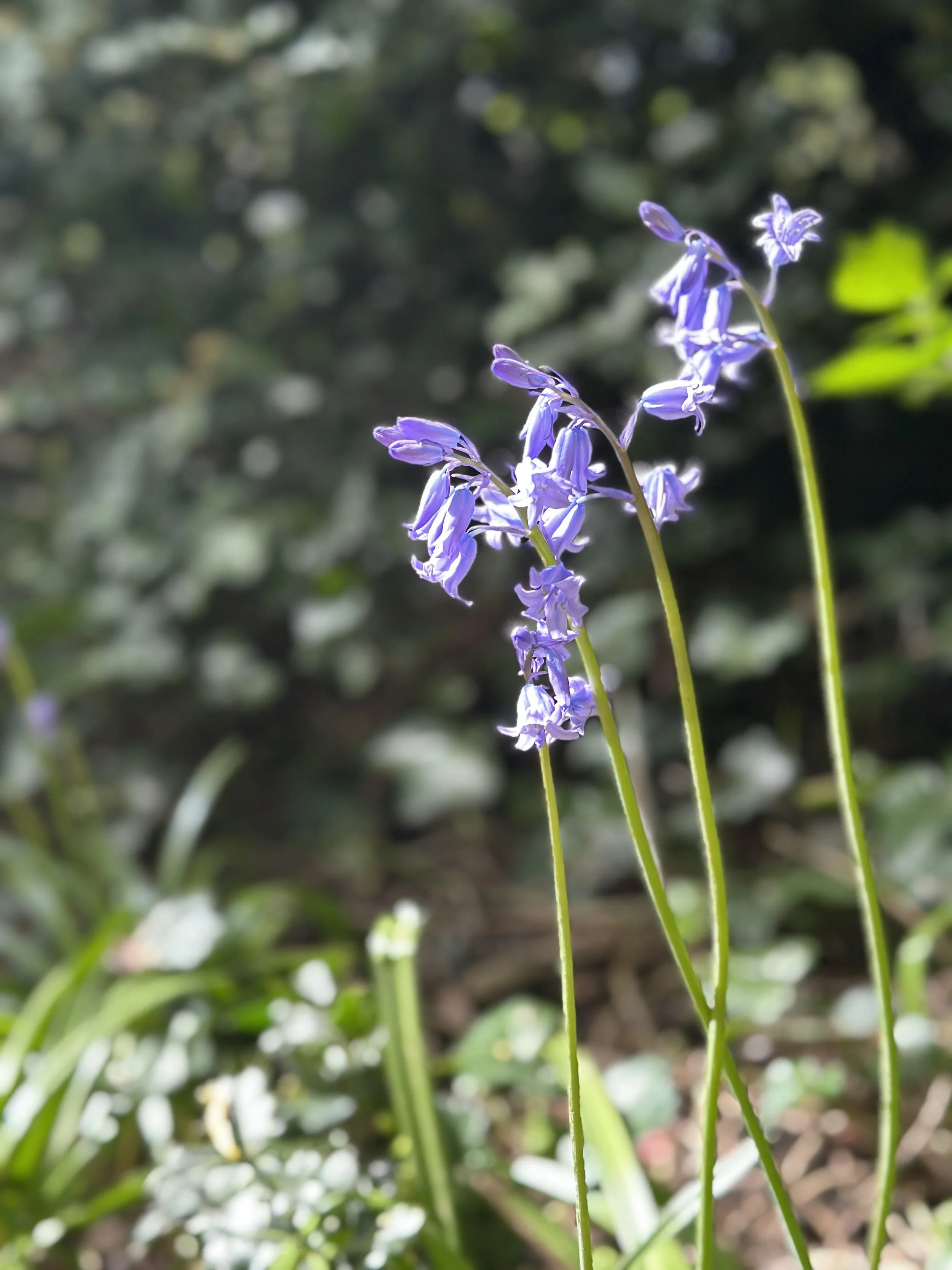 Taking a moment to stop and carefully look at a bluebell in all its glory can also be grounding @Jules Lowe Counselling