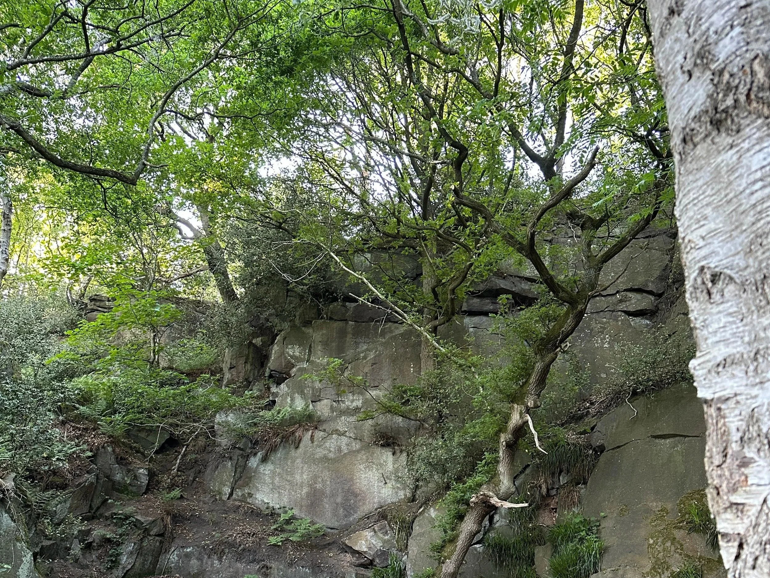 Shining Cliffs, the location for my Outdoor Therapy Course. Cliffs of dark rock, surrounded by trees. Outdoor Therapy Grief Therapy Grief Counselling Grief Counsellor Burton Derby Staffordshire Derbyshire