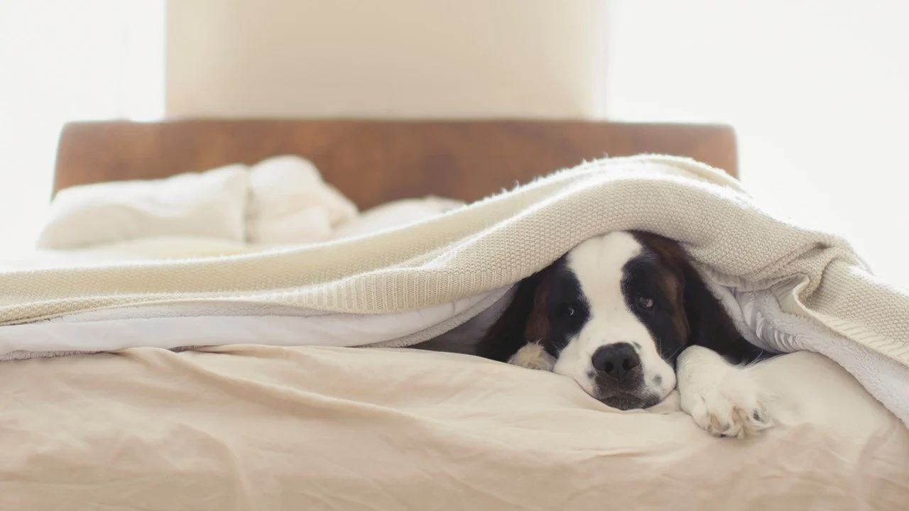 Power for Progress…A weekly column from the Grand River Dam Authority: Safety tips for electric blankets, heating pads