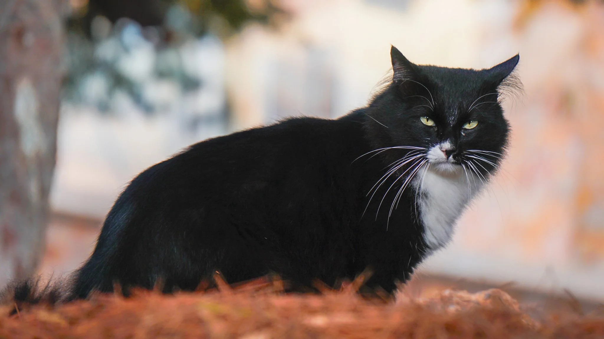 A black and white cat sitting outdoors on a bed of fallen autumn leaves, with blurred trees and a soft light background.