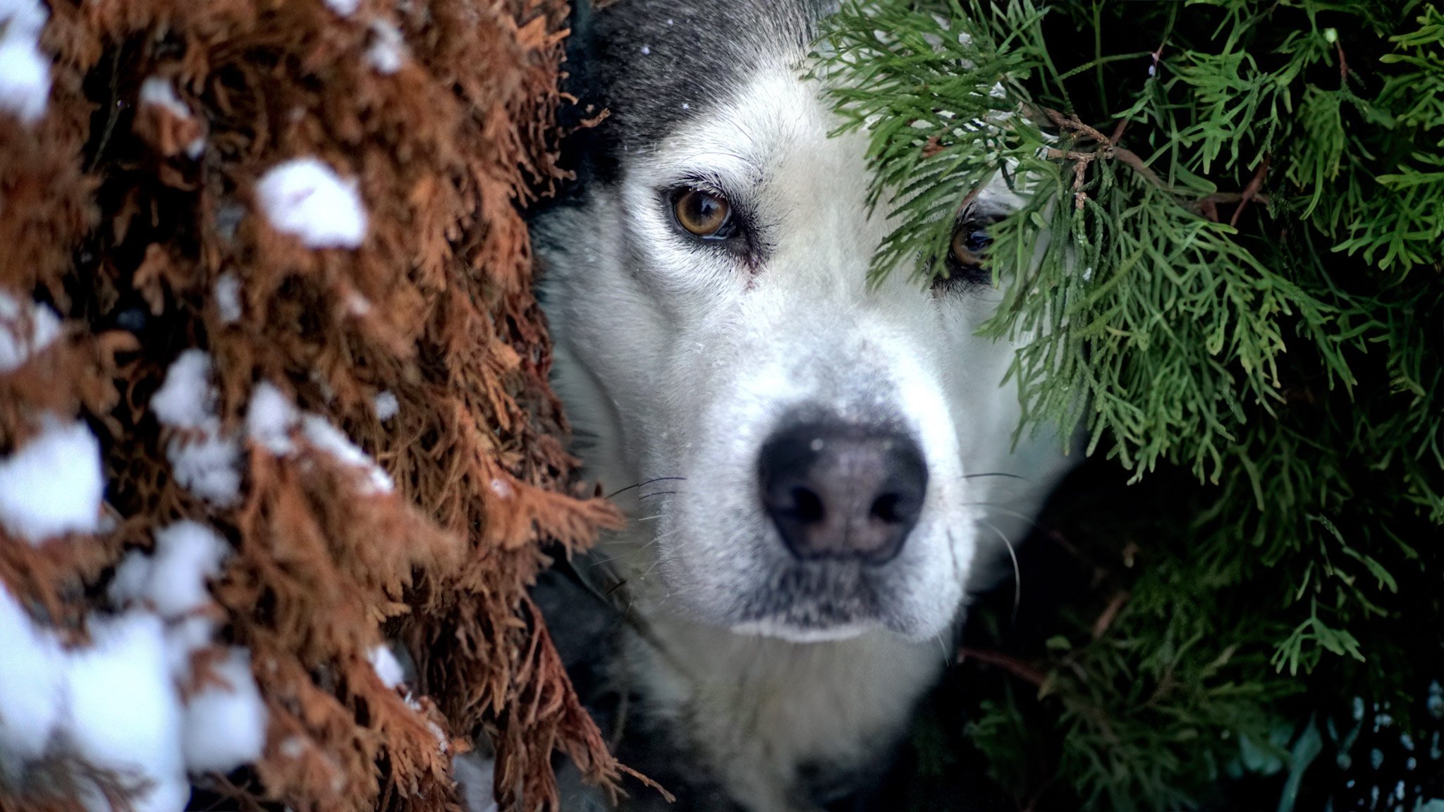 Close-up of a Siberian Husky dog peeking through dense green foliage and brown, snow-covered shrubbery, with piercing brown eyes and black and white fur.