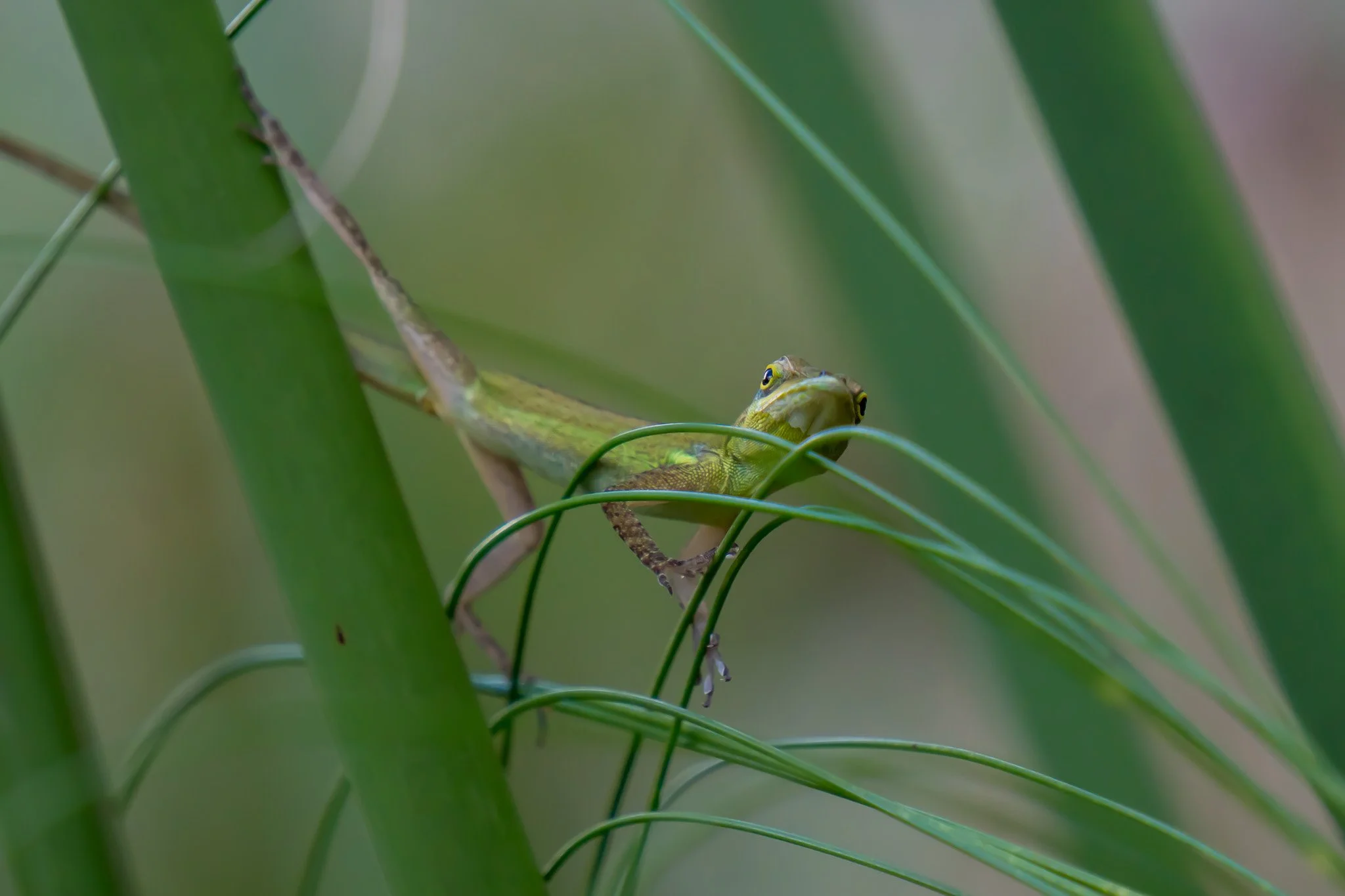 Close-up of a green lizard among green grass and reeds, with only its head and part of its body visible.