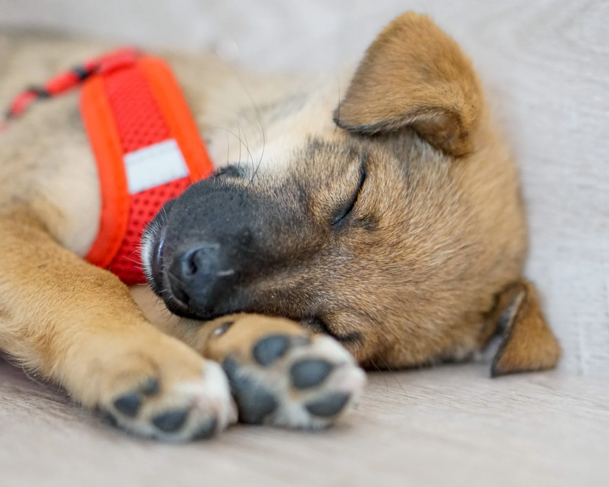 A sleeping puppy with brown fur, wearing a red harness, curled up on a light-colored wooden floor.