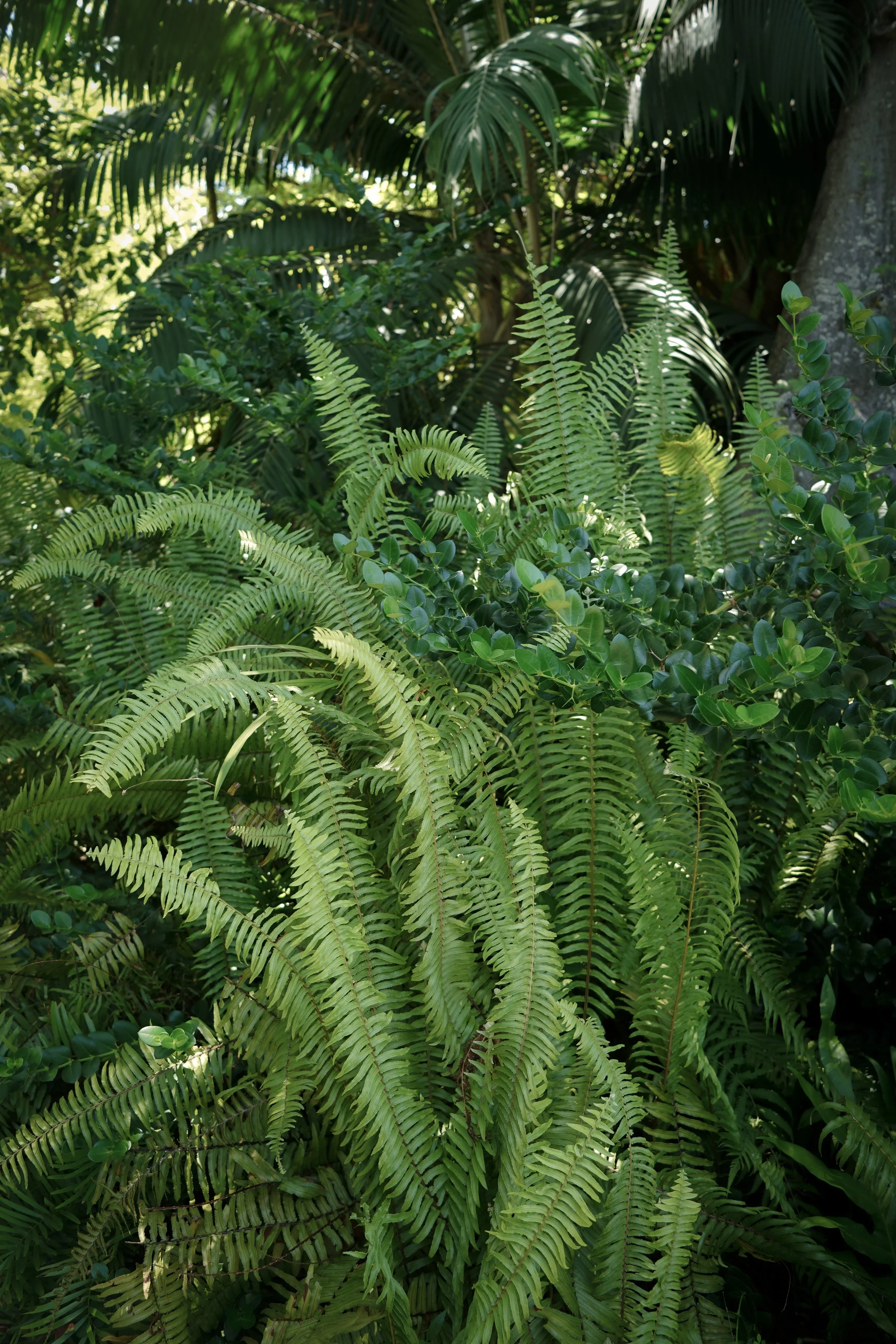 SOUTH FLORIDA PLANTS