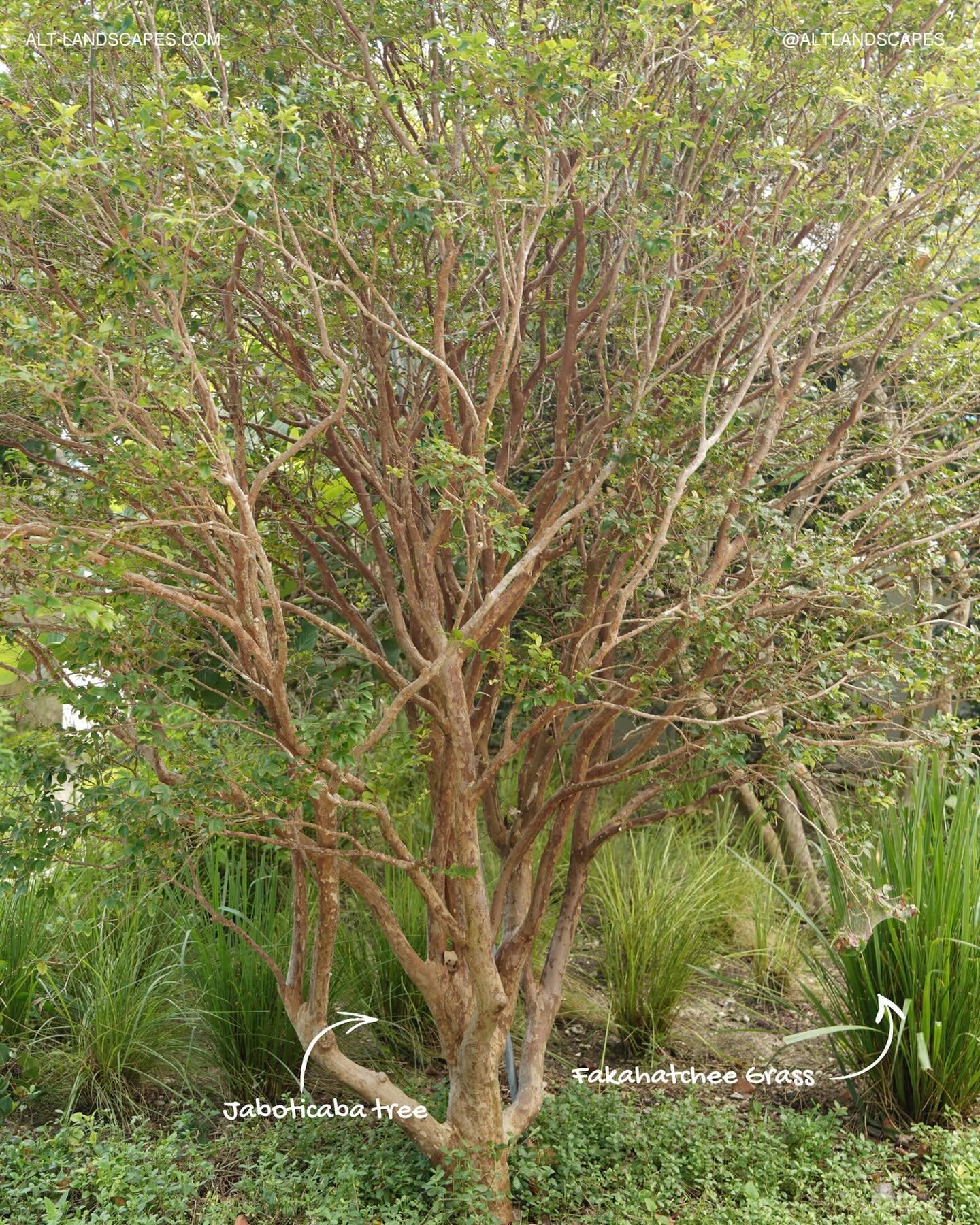 Plant Pairings in Design 🌿✨

Design is all about the details, and in garden design, the right plant combinations can create magic. Here are some photos I took of recent designs I encountered during the past month, where each plant adds a unique laye