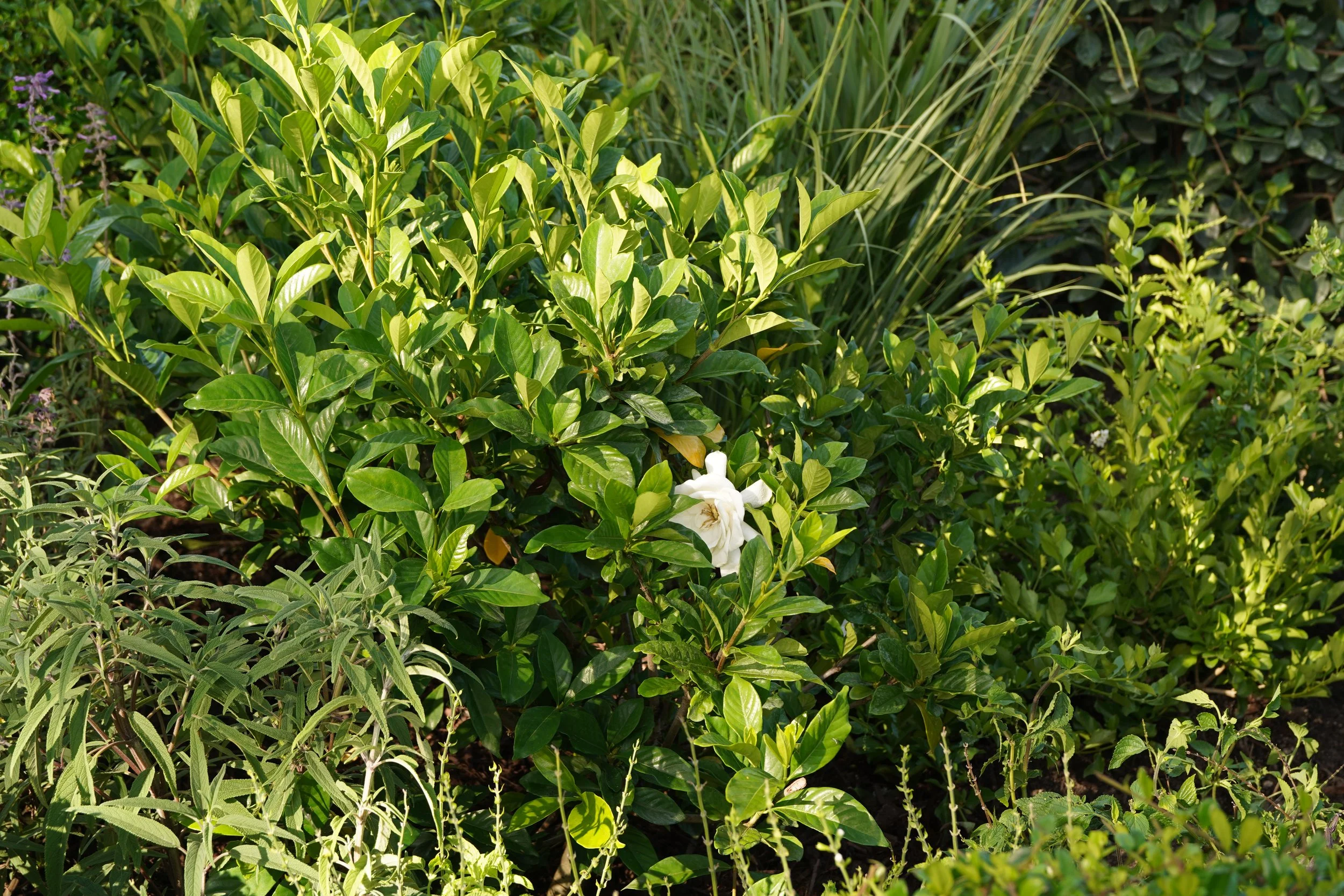 Casa Gardenia