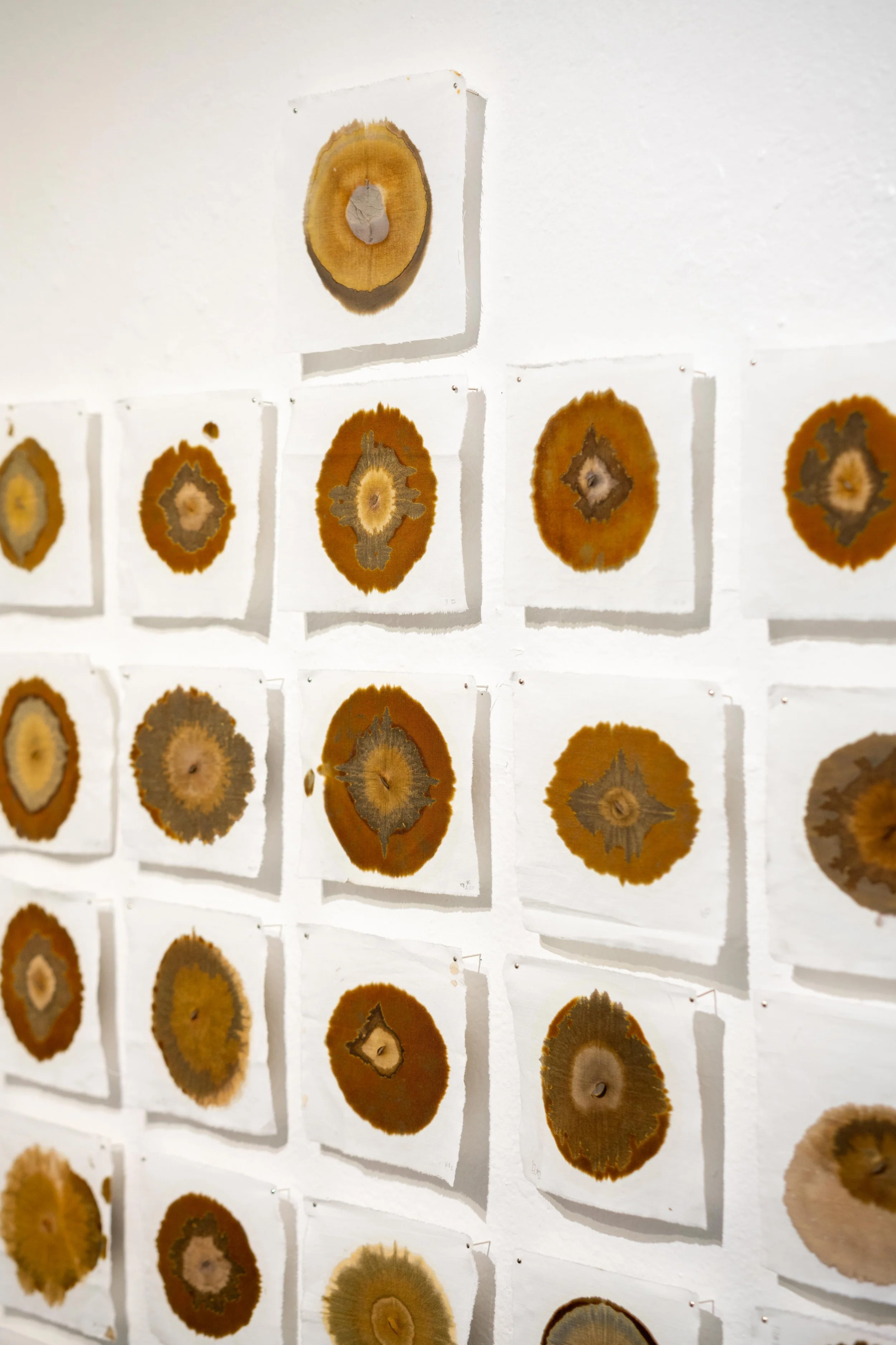 mendocino_art_center_11_12_25_nik_z_photo-15.jpg
