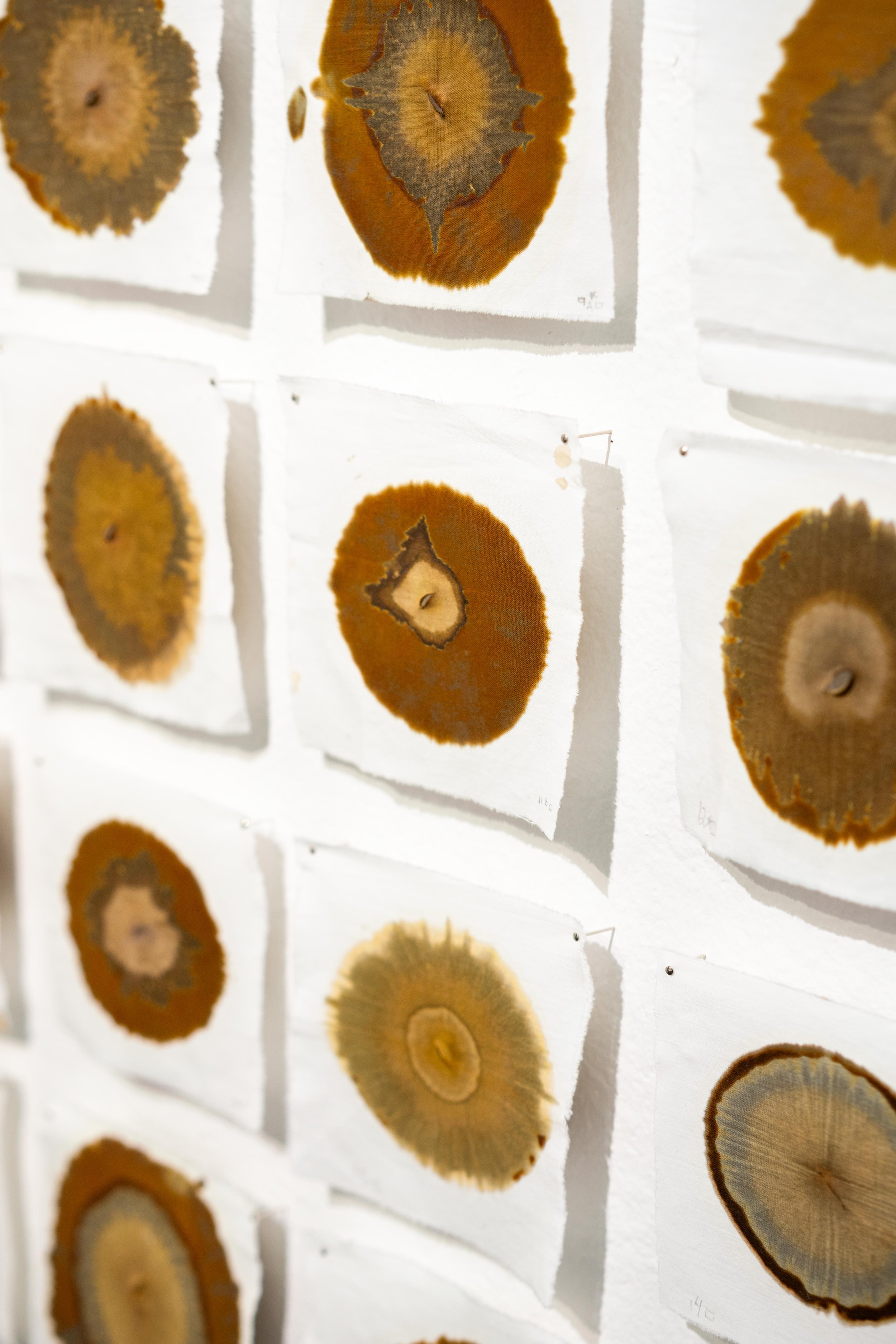 mendocino_art_center_11_12_25_nik_z_photo-16.jpg