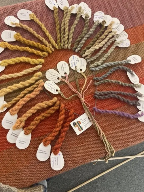 MUSHROOMS &amp; COLOR 