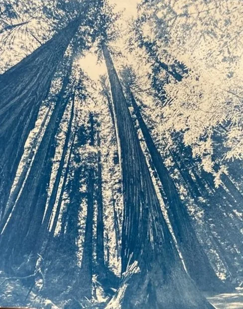 Drop Into The Blue Cyanotype Prints