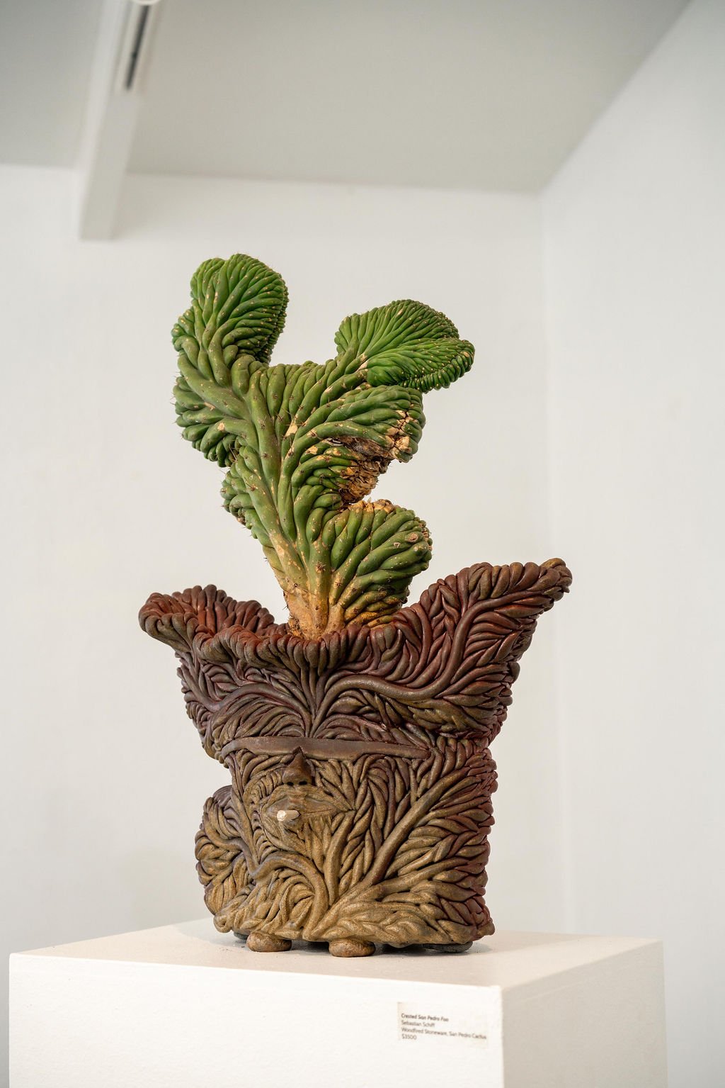 mendocino_art_center_april_2026_nik_z_photo-47.jpg