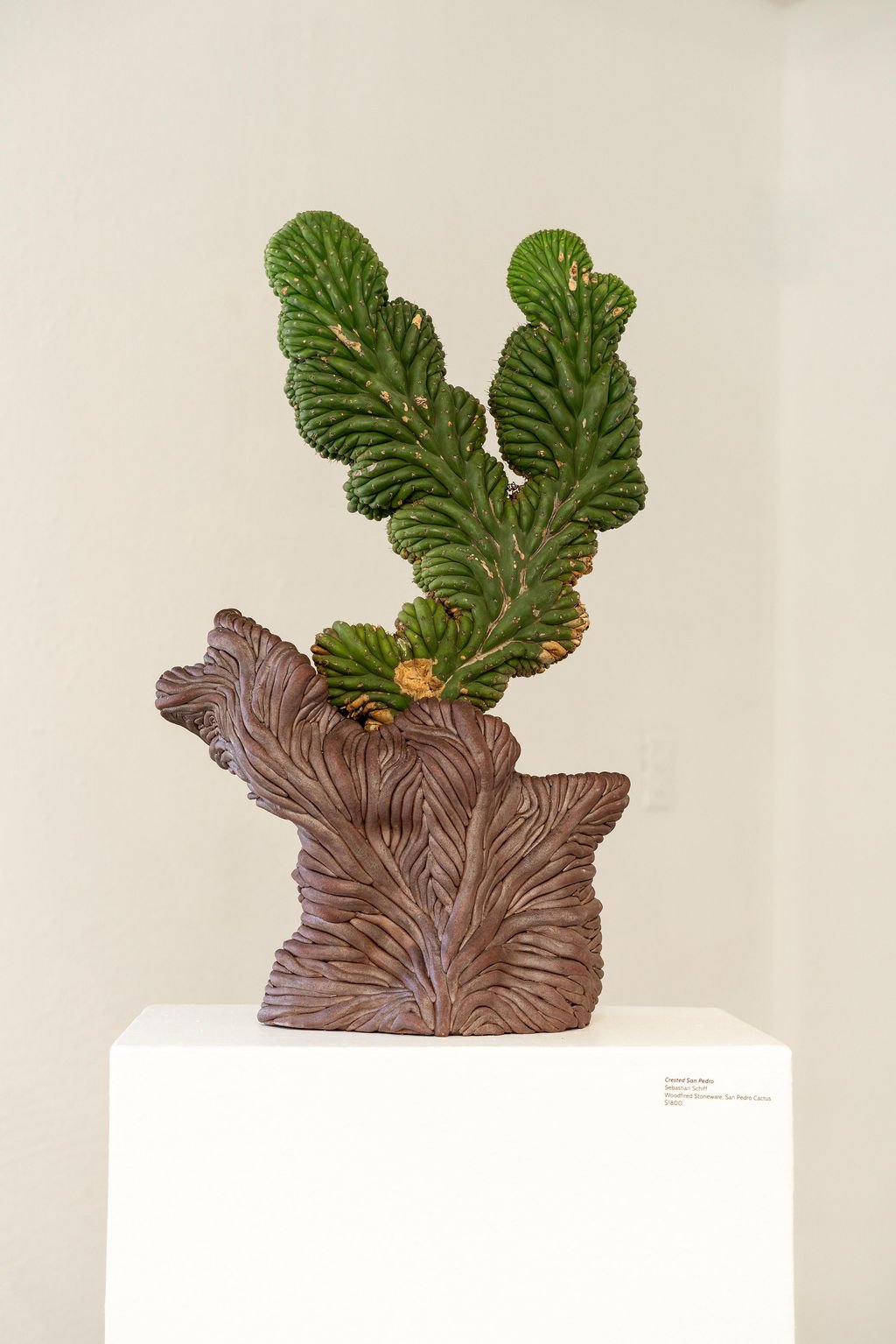 mendocino_art_center_april_2026_nik_z_photo-48.jpg