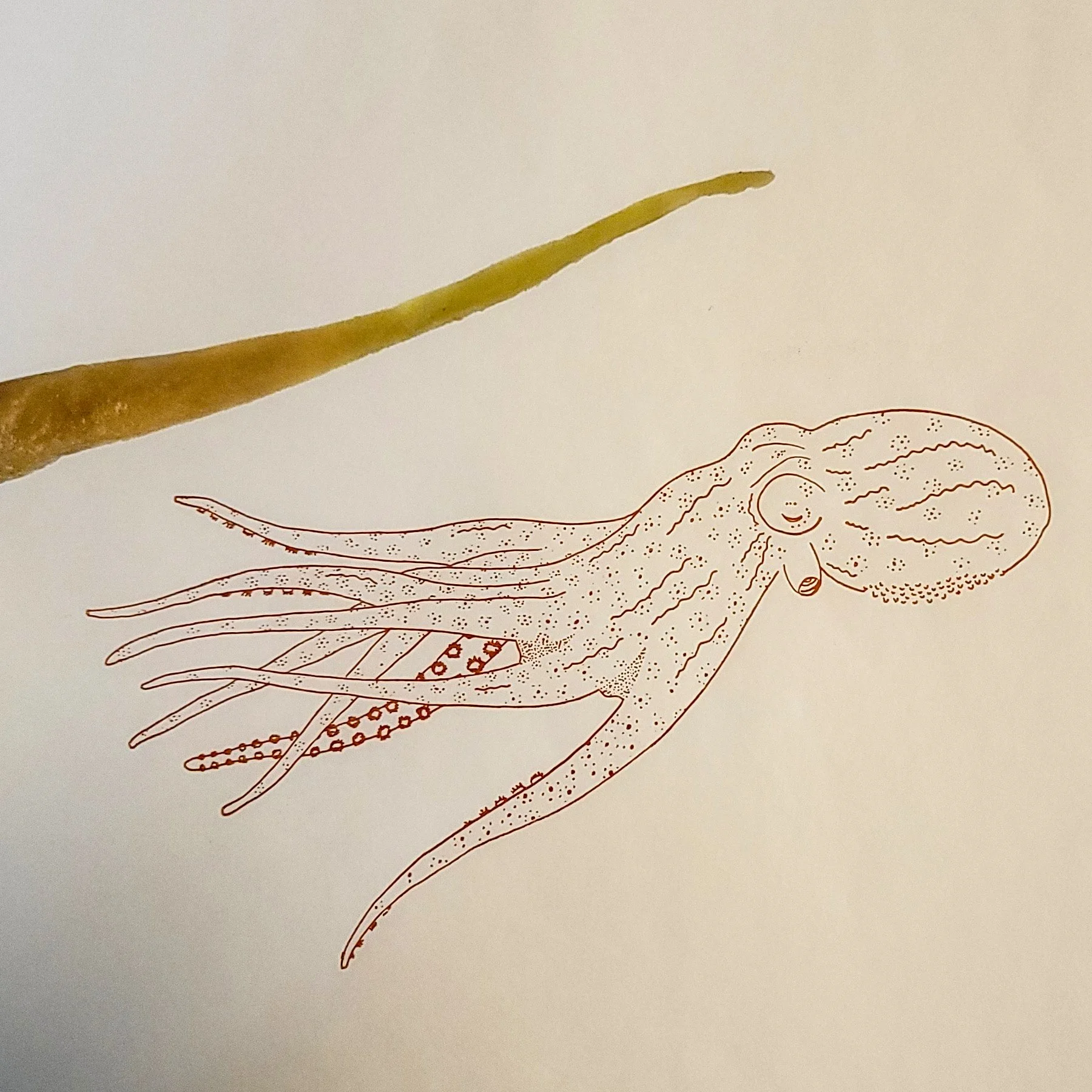 Wight-Holdfast-Detail-Octopus.jpg