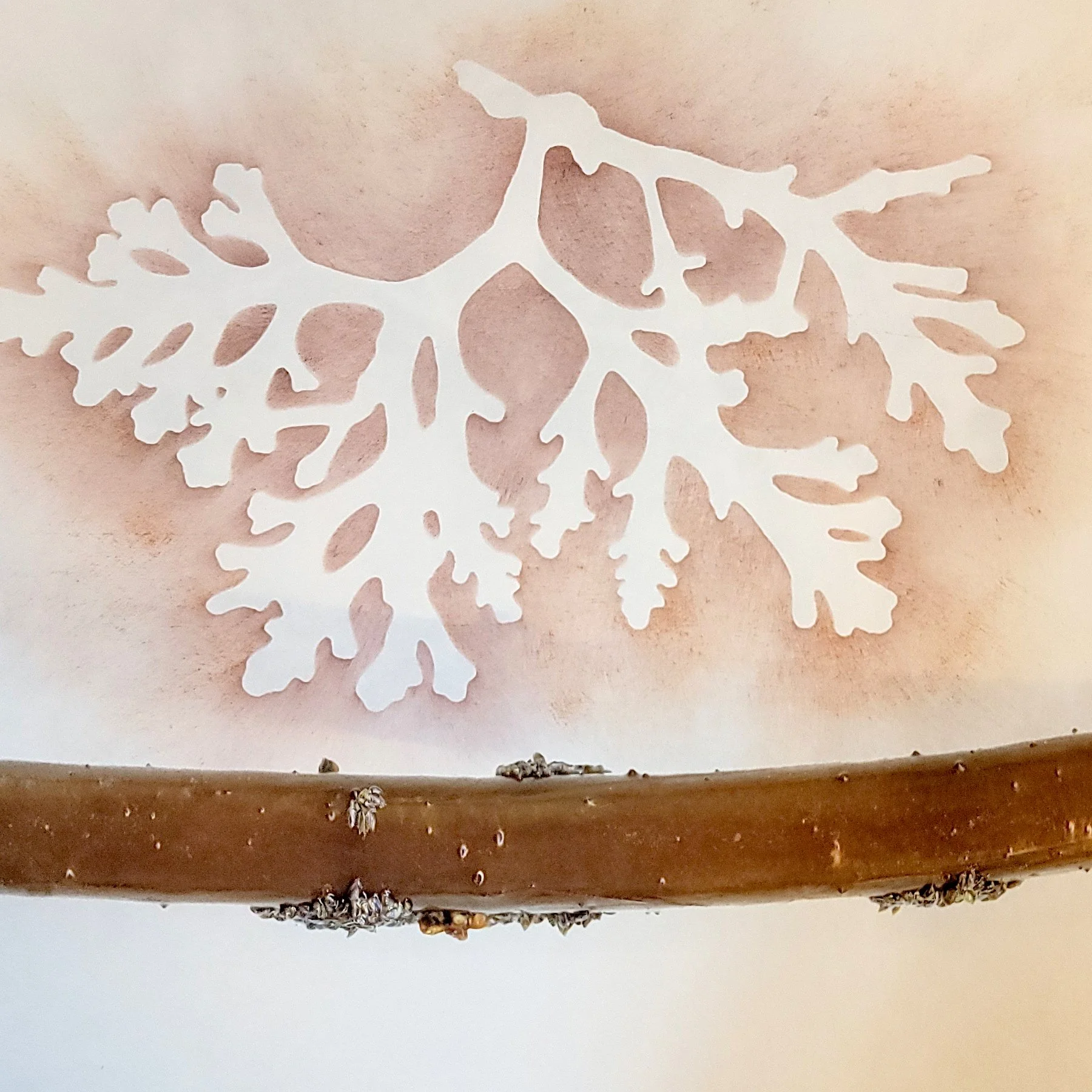 Wight-Holdfast-Detail-Osmundia.jpg