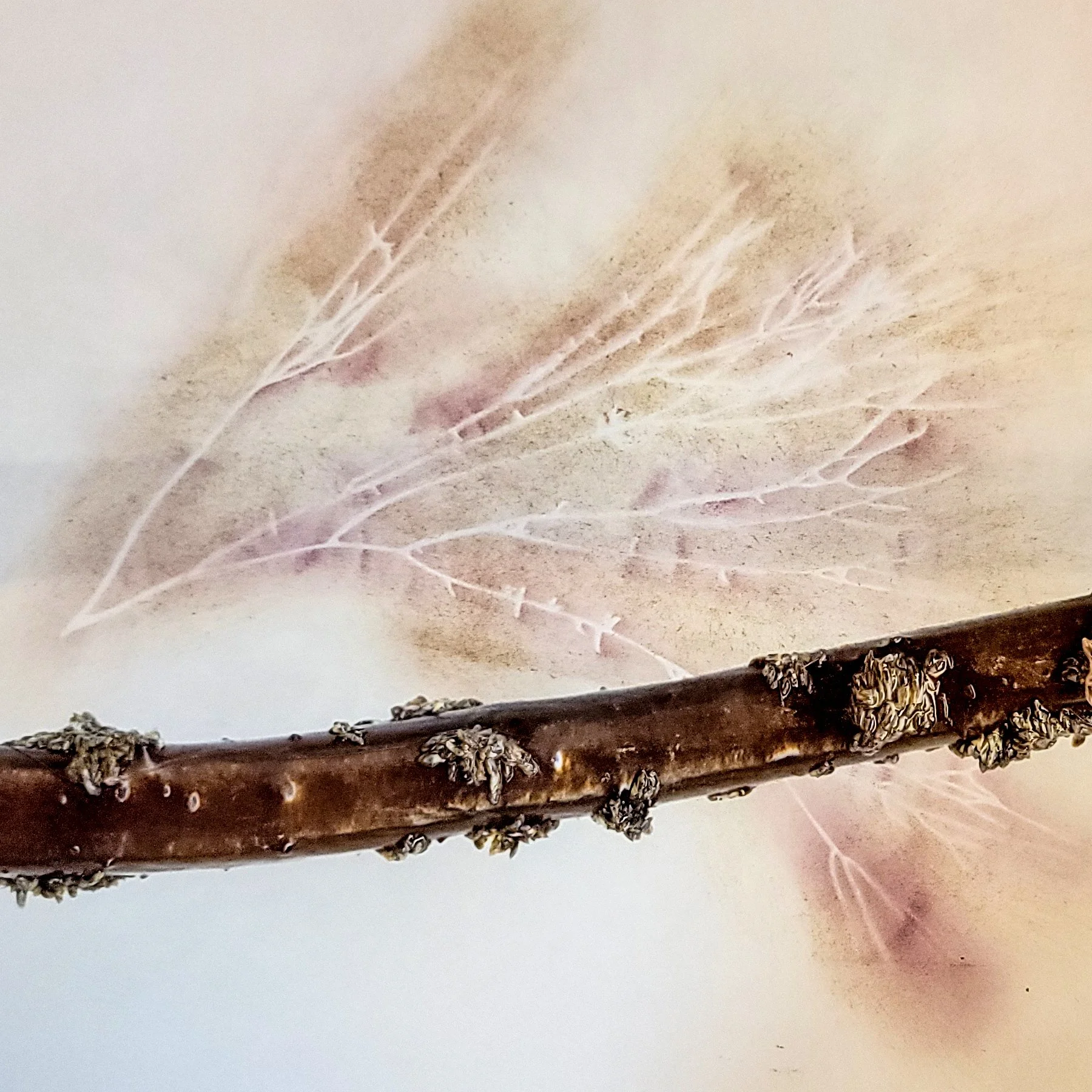 Wight-Holdfast-Detail-Prionitis.jpg