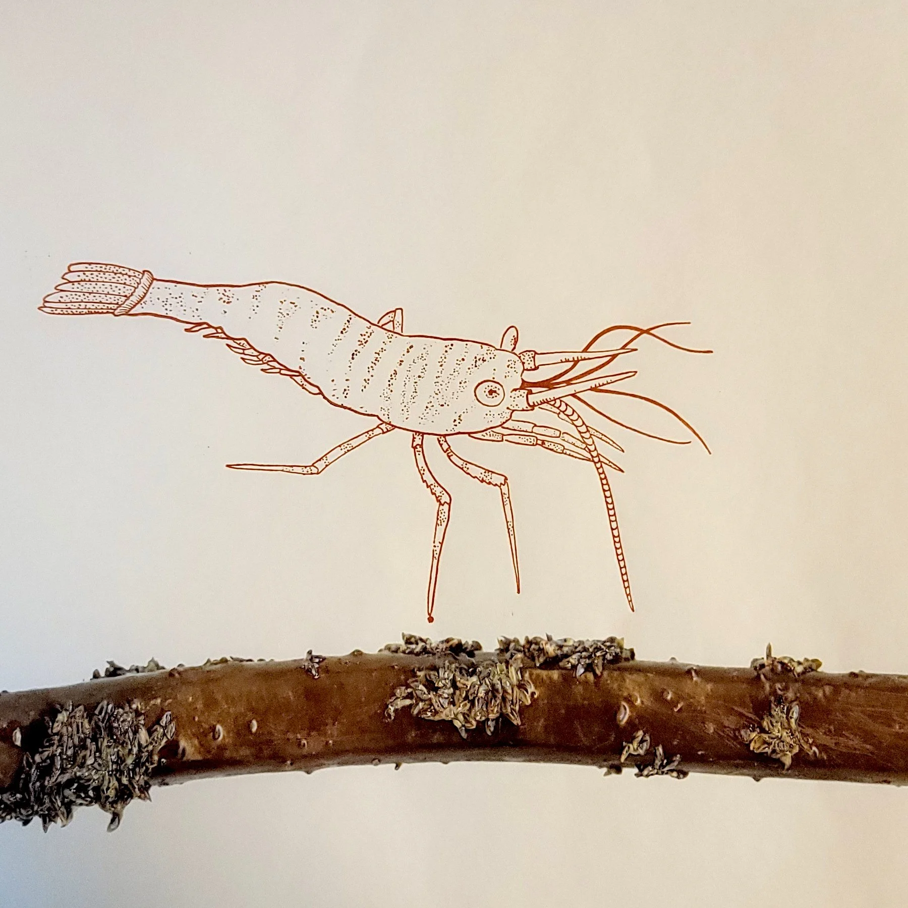 Wight-Holdfast-Detail-Shrimp.jpg
