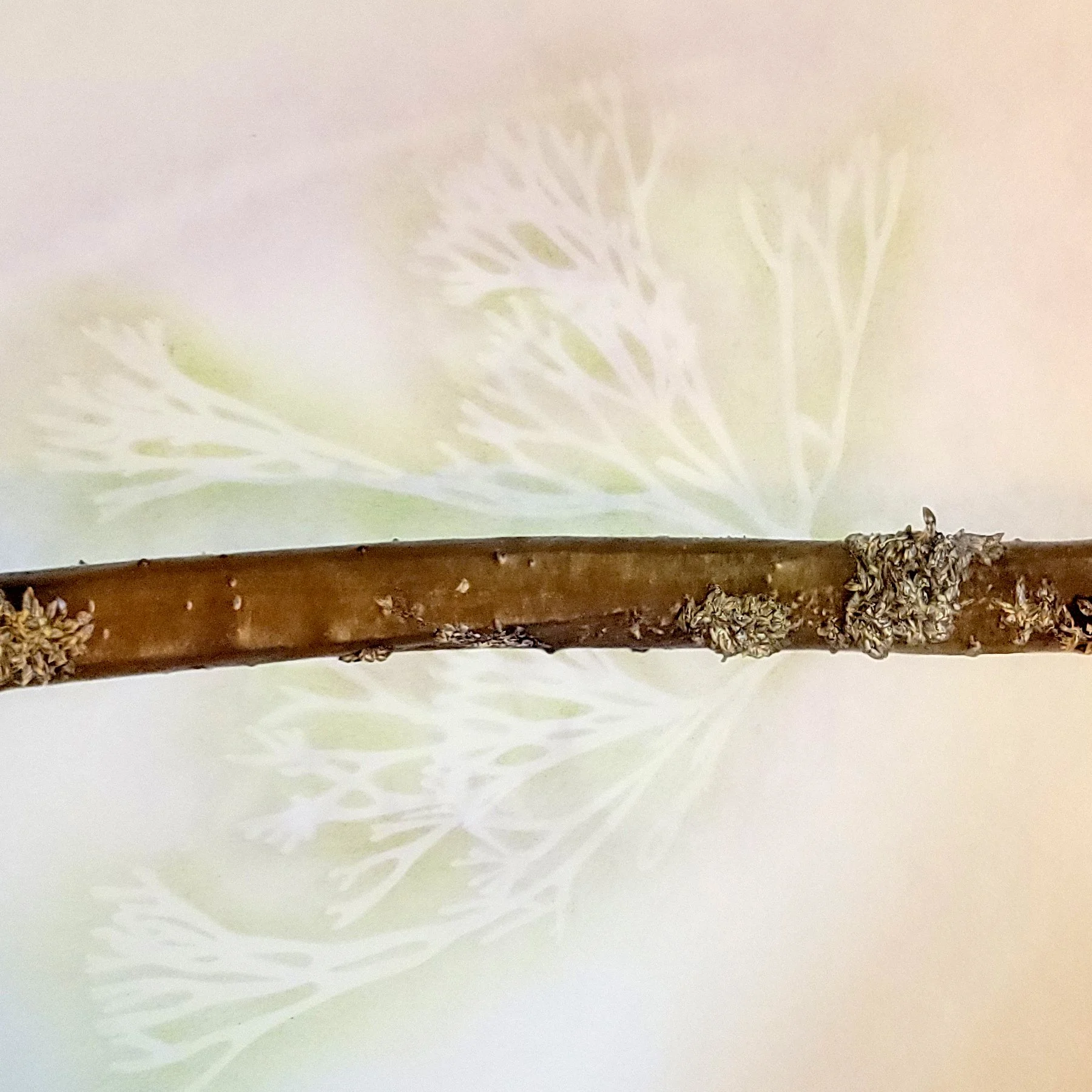 Wight-Holdfast-Detail-Silvetia.jpg