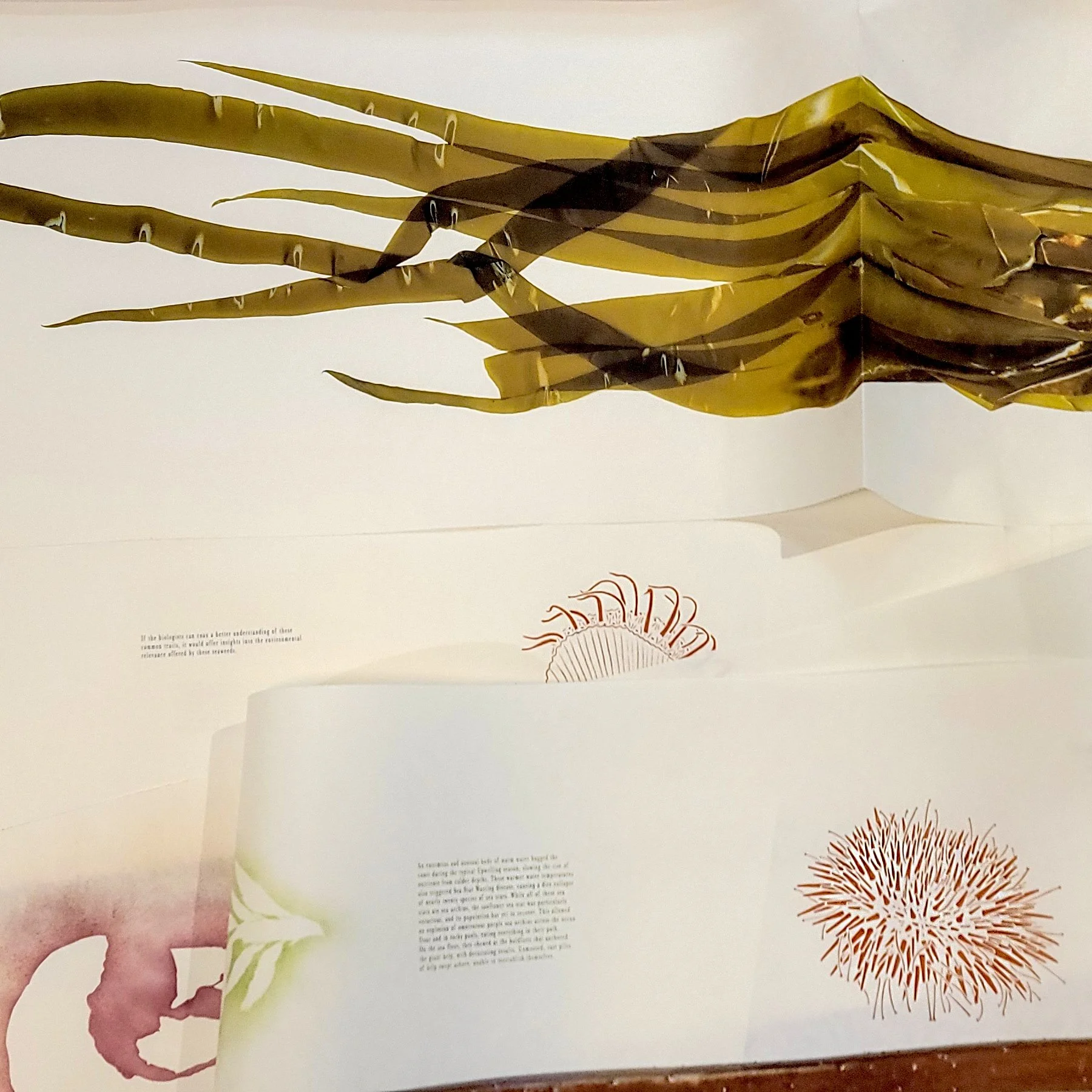 Gail Wight - Holdfast/Swept Away