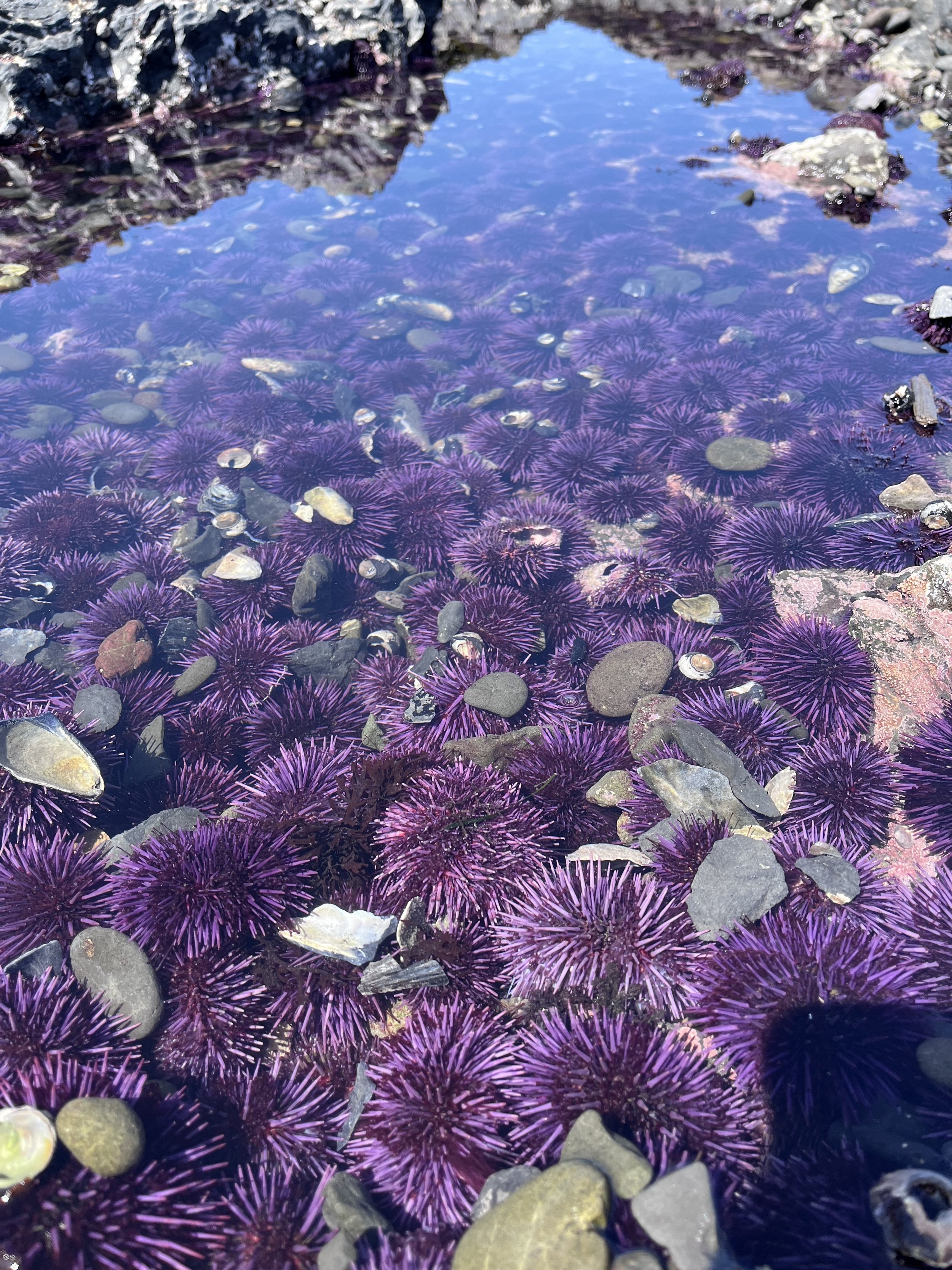 Urchin_Pool_2.jpg