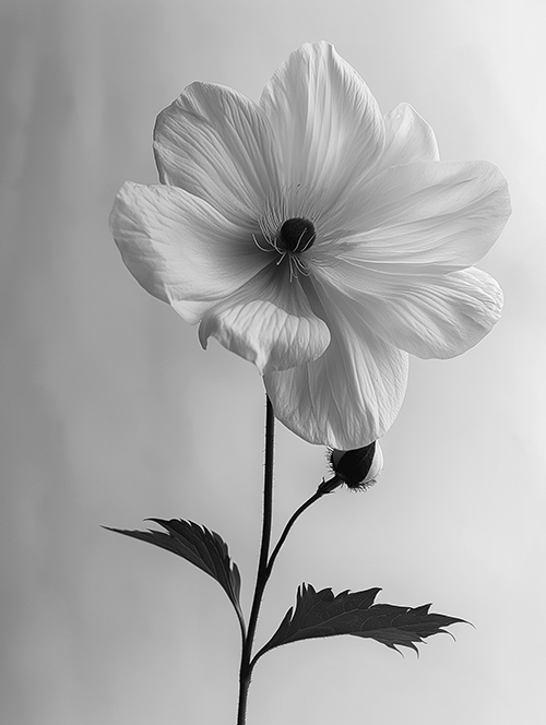 • APH_BWFL_004 LR.png