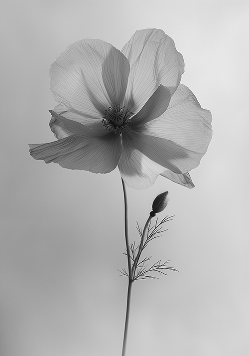 • APH_BWFL_005 LR.png