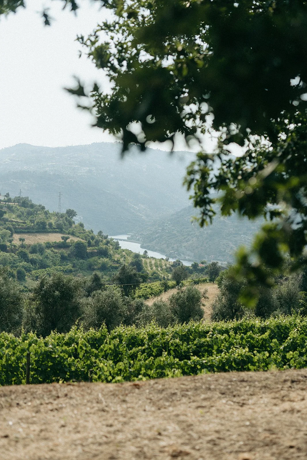 destination-wedding-douro-valley-portugal (30).jpg