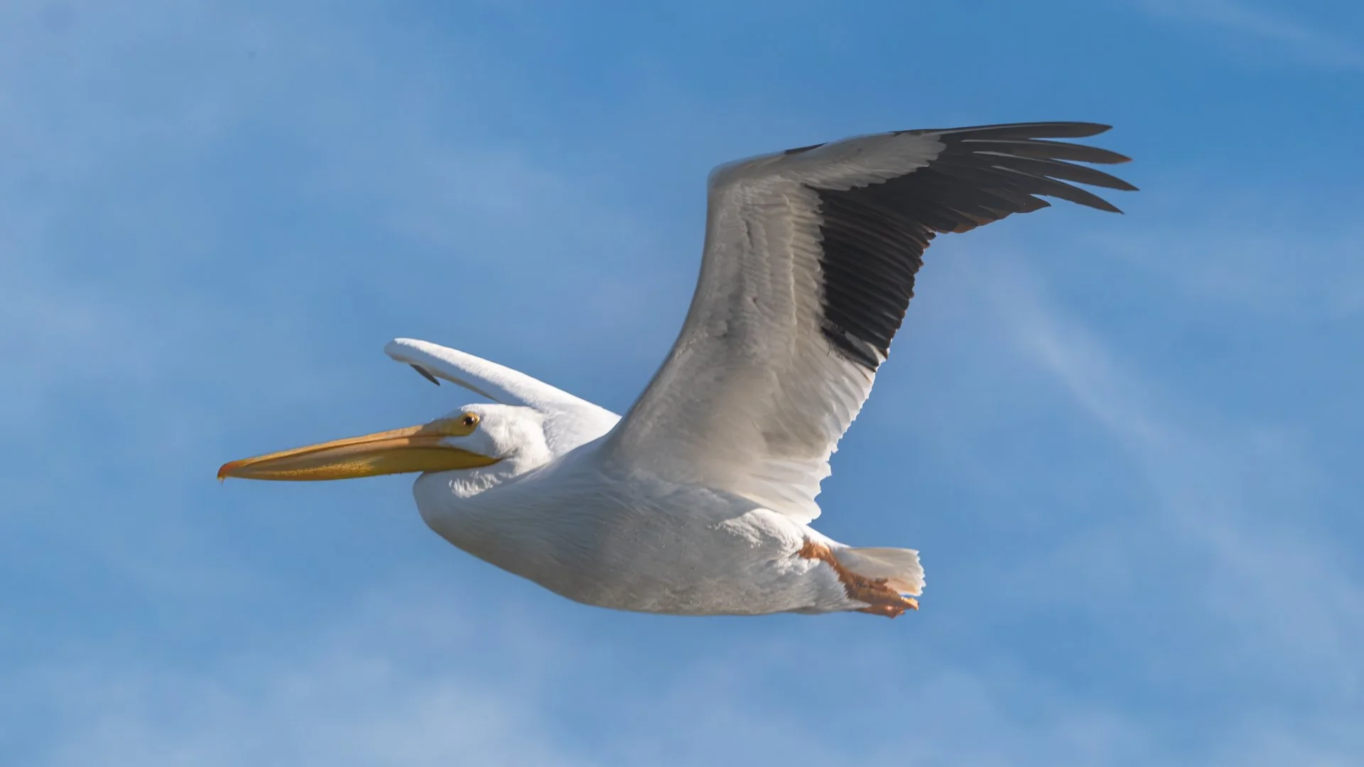 A white pelican flying in a blue sky with clouds.