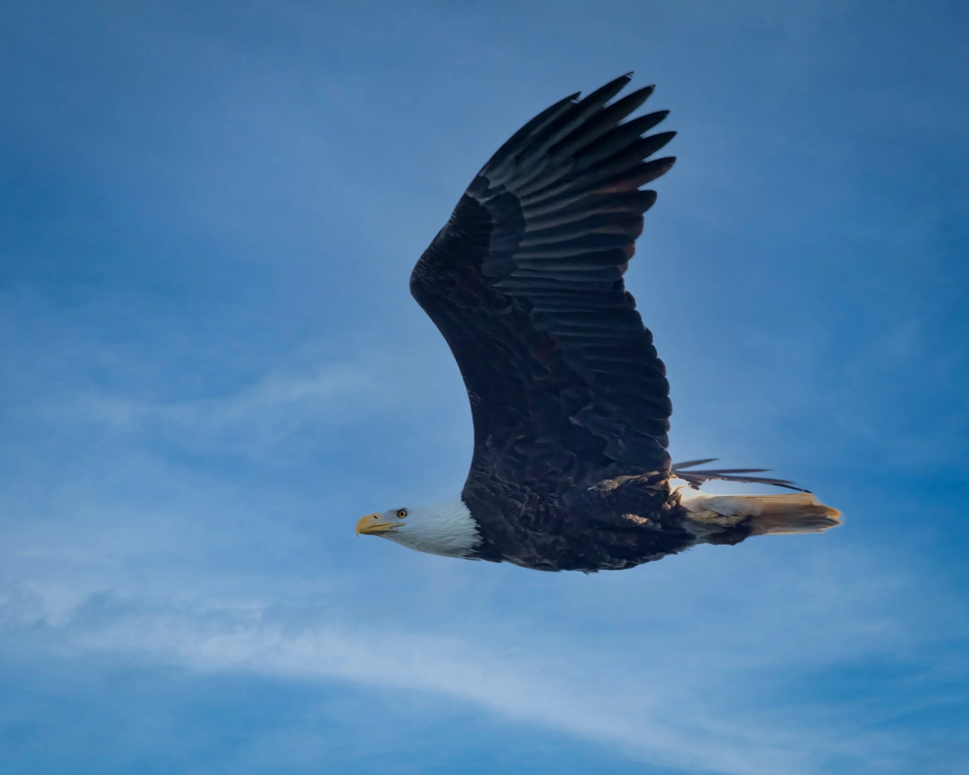 A bald eagle in flight against a blue sky.